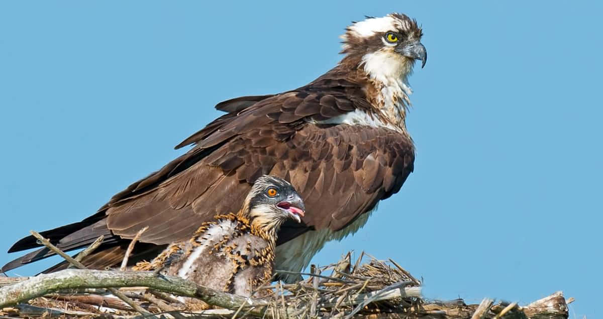 Osprey, parent and chick, nest, SD Desktop Wallpaper