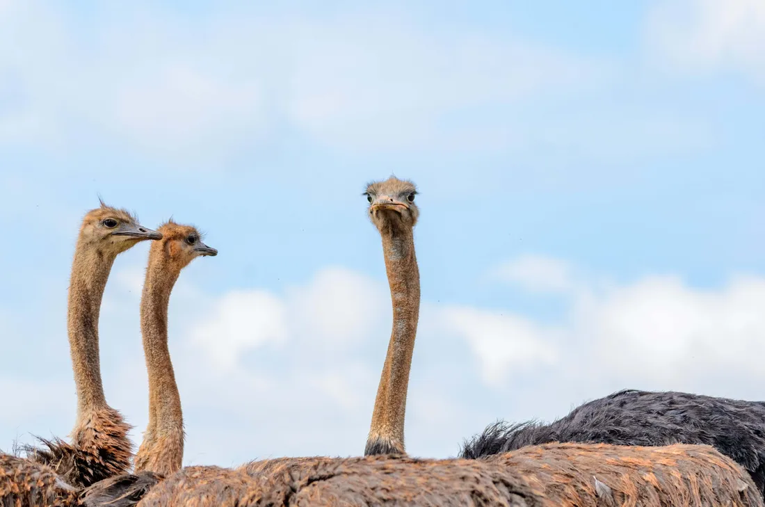 Ostrich