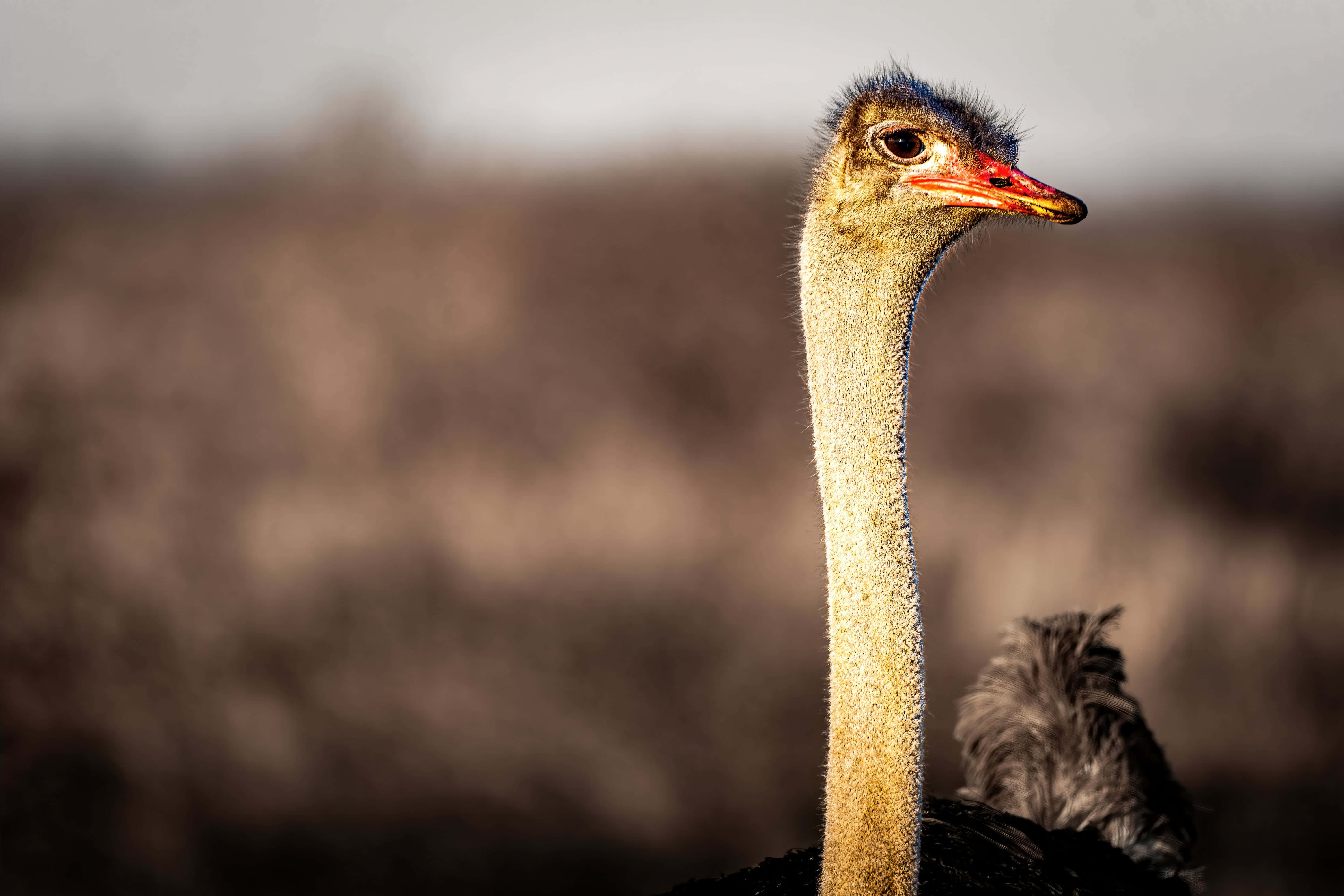 ostrich, long neck, red beak, 5K Desktop Wallpaper