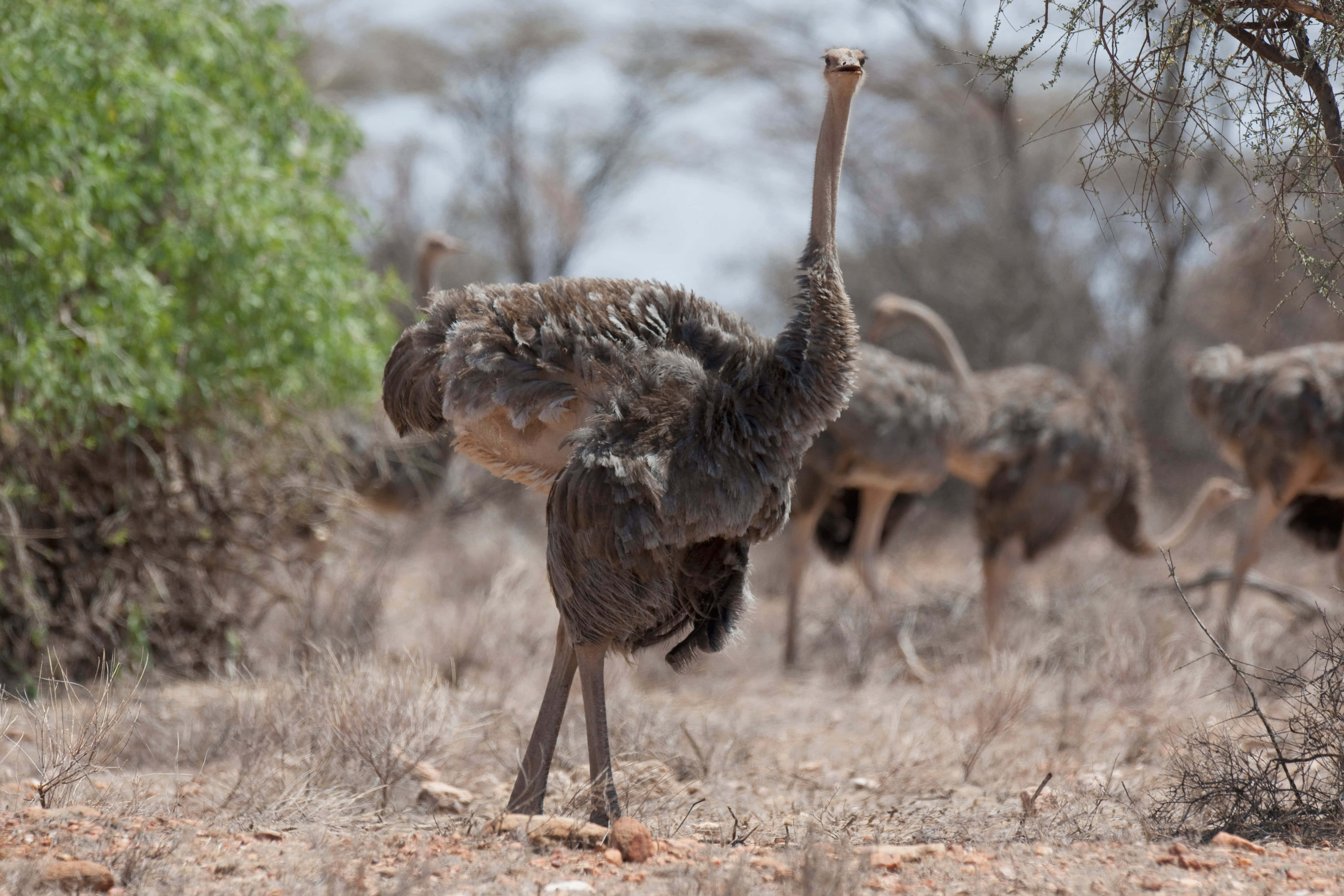 ostrich, savannah, dry savanna terrain, 5K Desktop Wallpaper