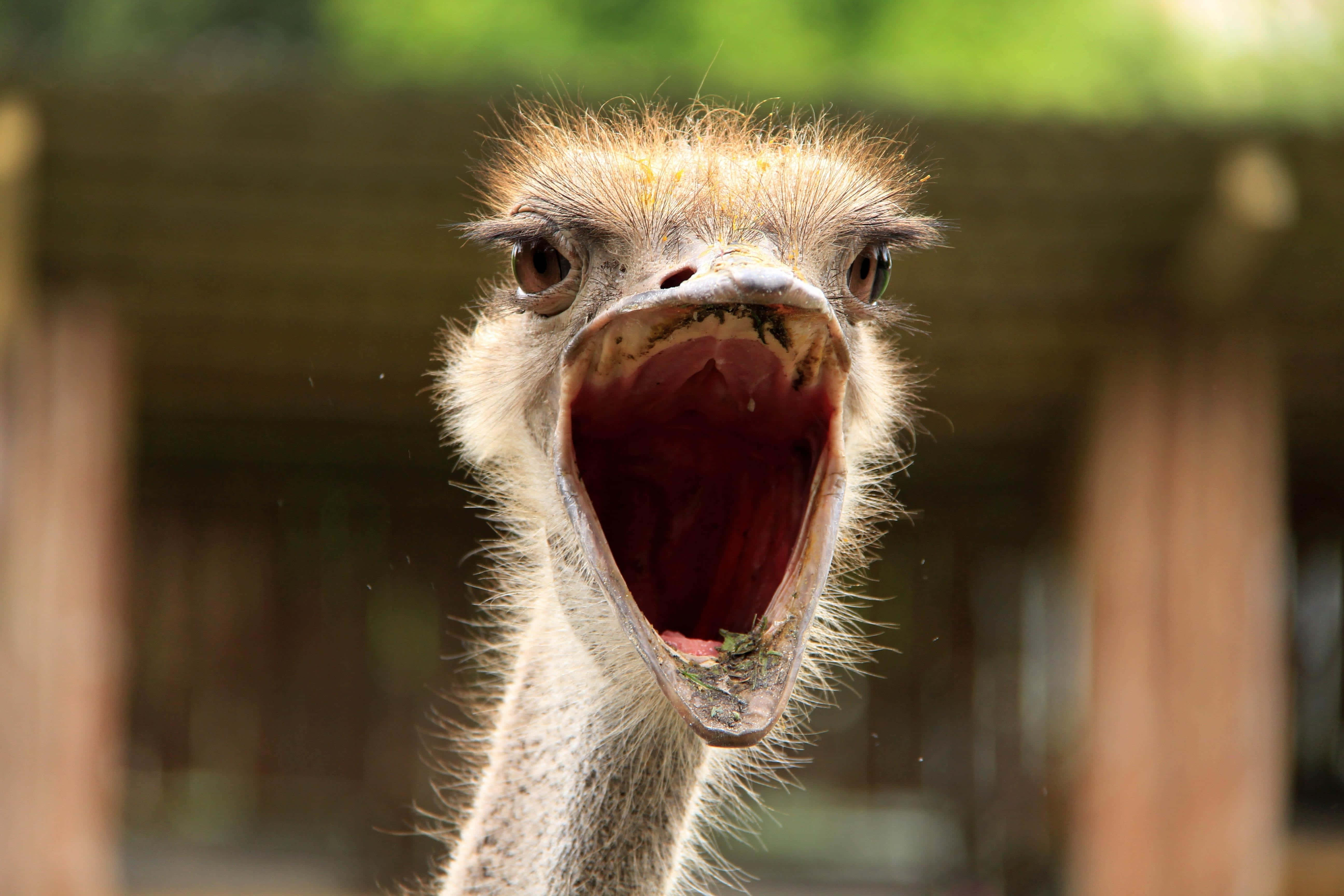 ostrich, beak wide open, red interior, 5K Desktop Wallpaper