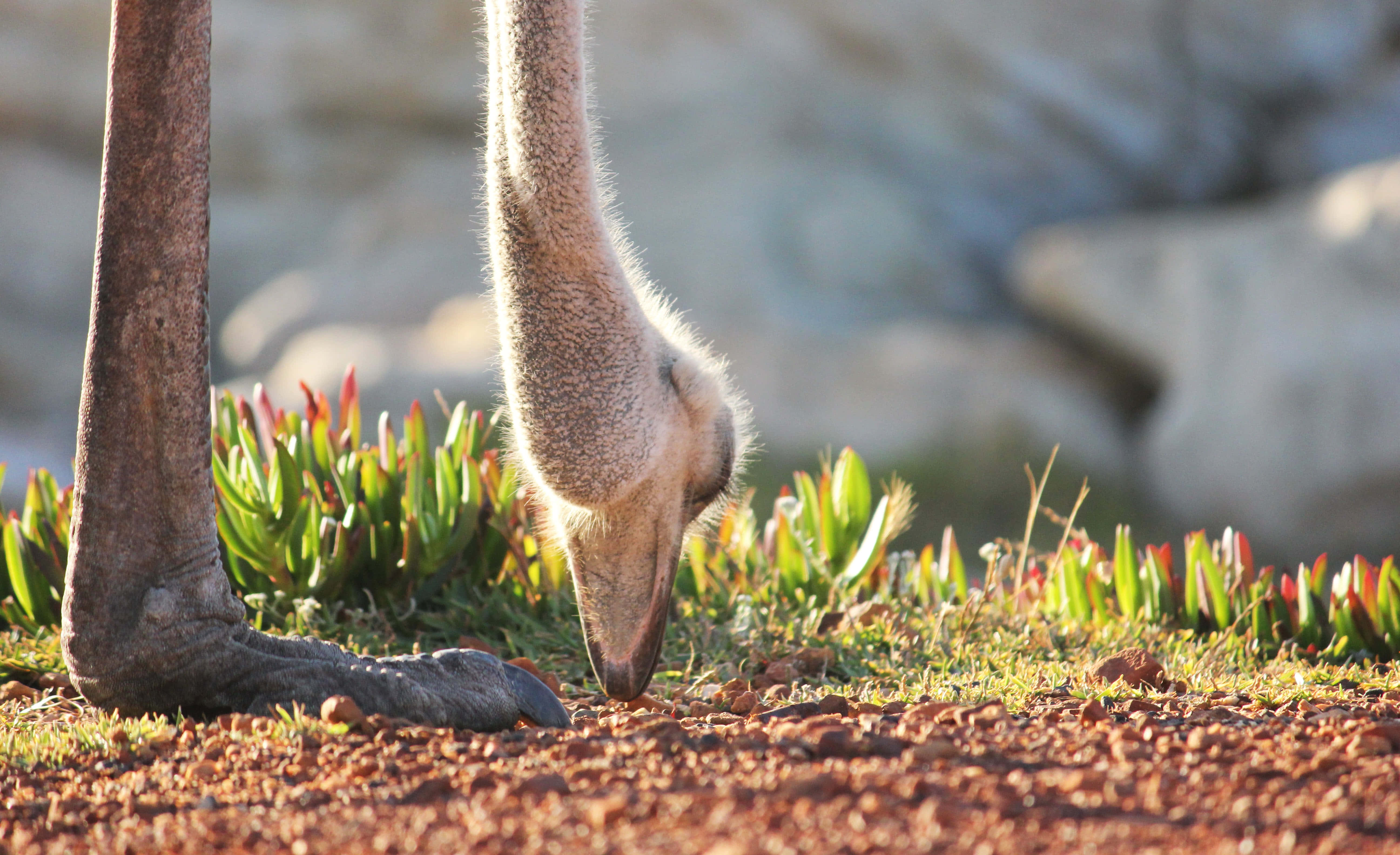 ostrich, reddish soil, green plants, 5K Desktop Wallpaper