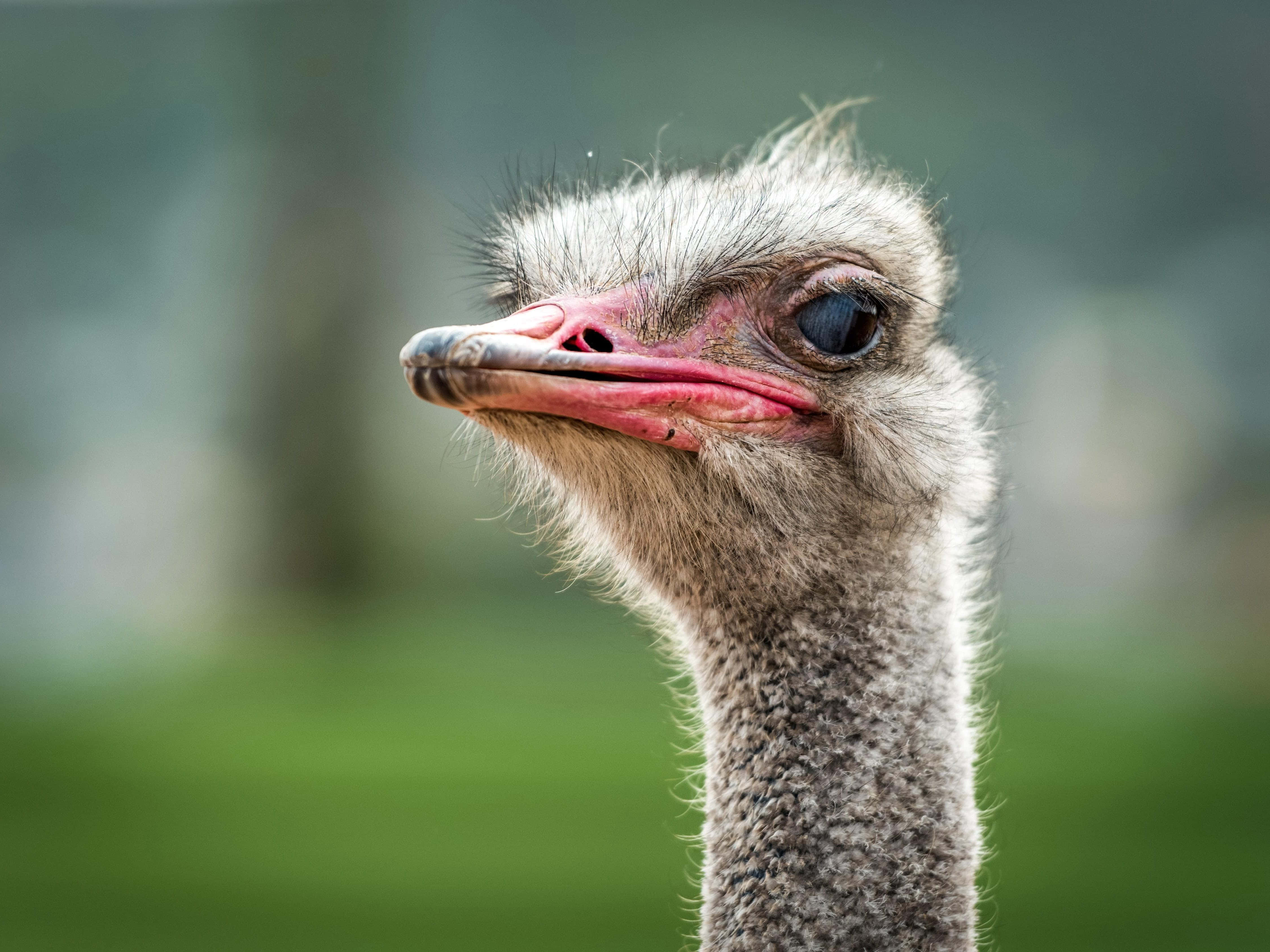 ostrich, pink beak, dark eye, 4K Desktop Wallpaper