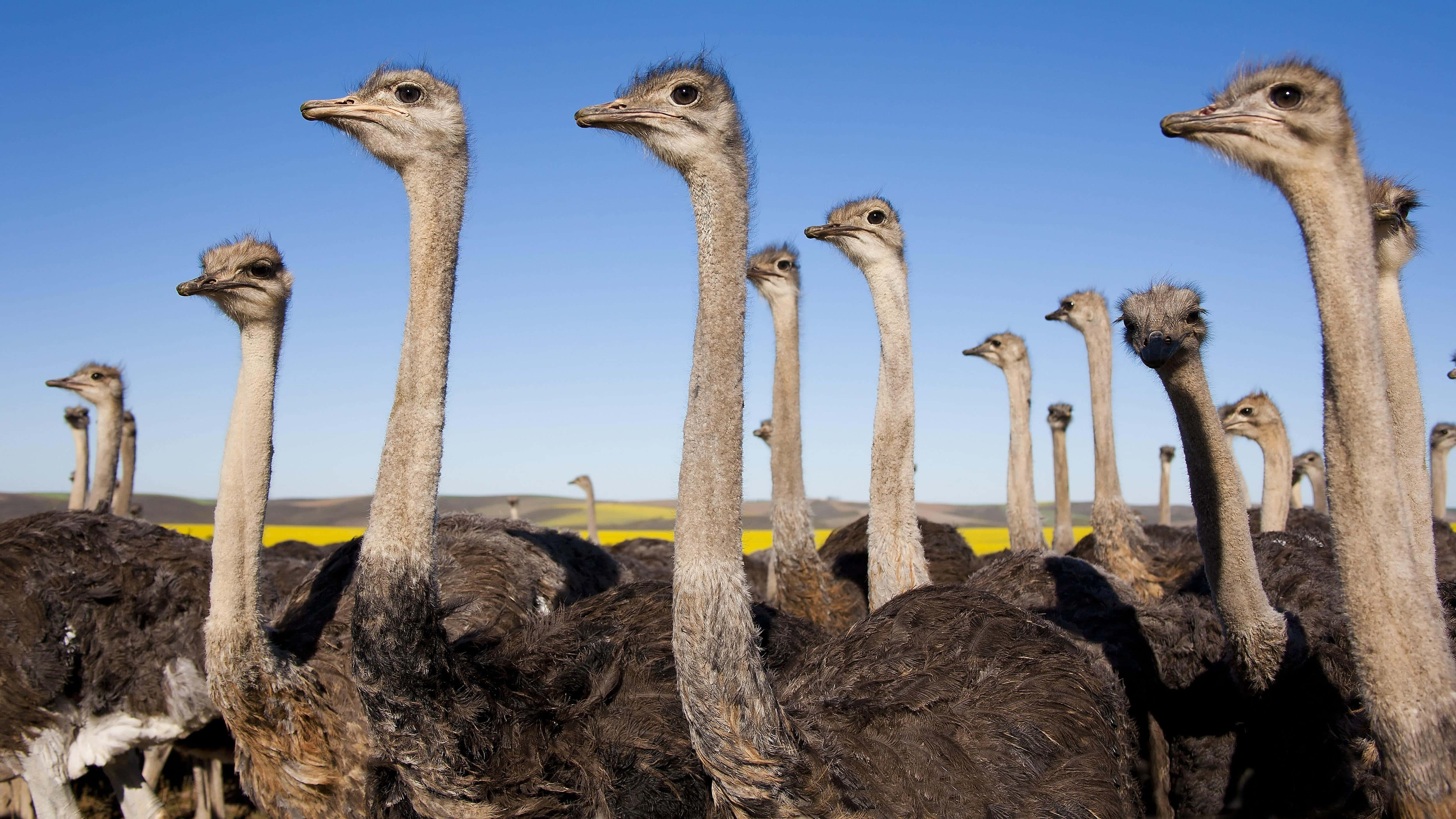 flock of ostriches, sunlit field, yellow flowers, 4K Desktop Wallpaper