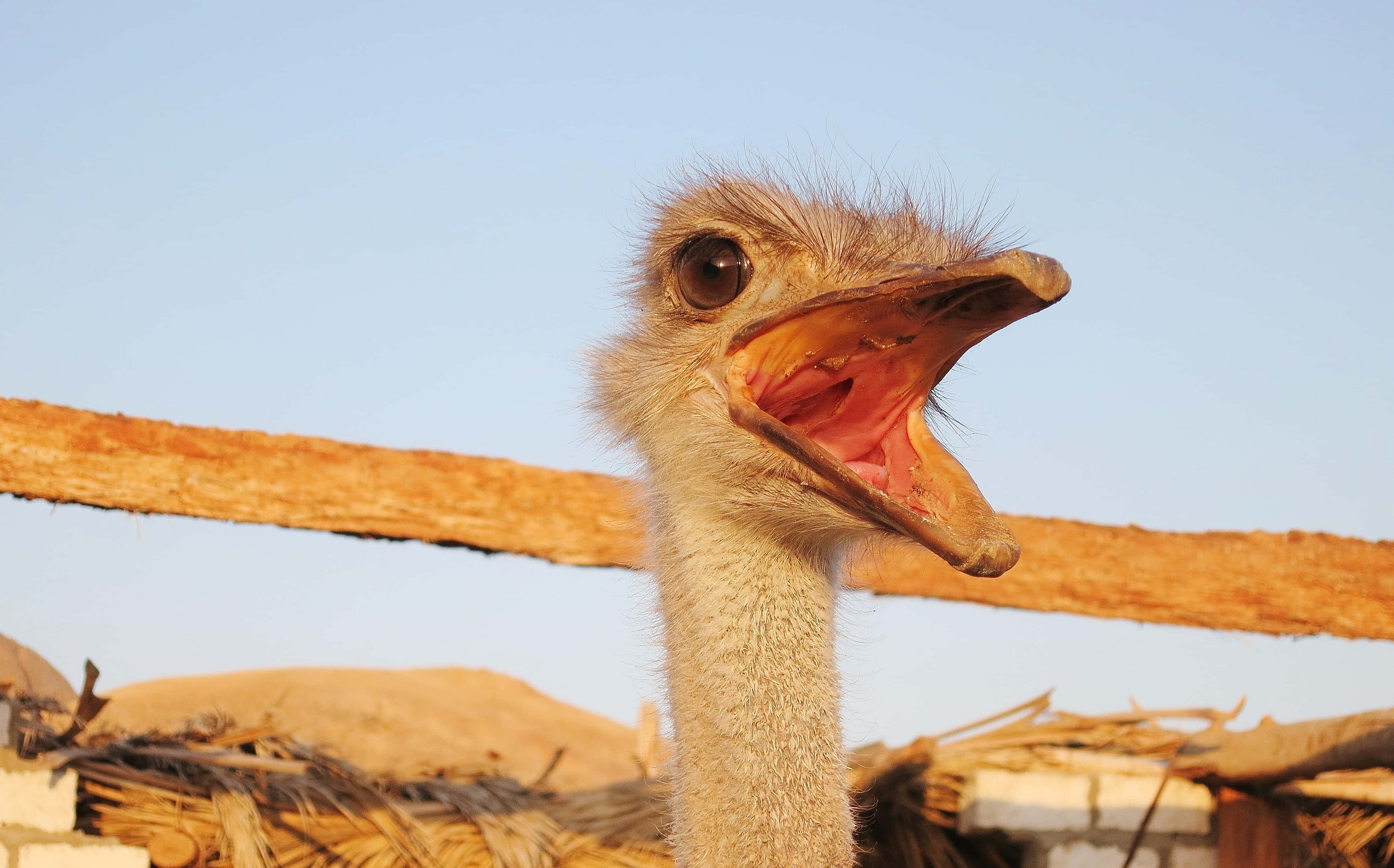ostrich, beak wide open, clear blue sky, 4K Desktop Wallpaper