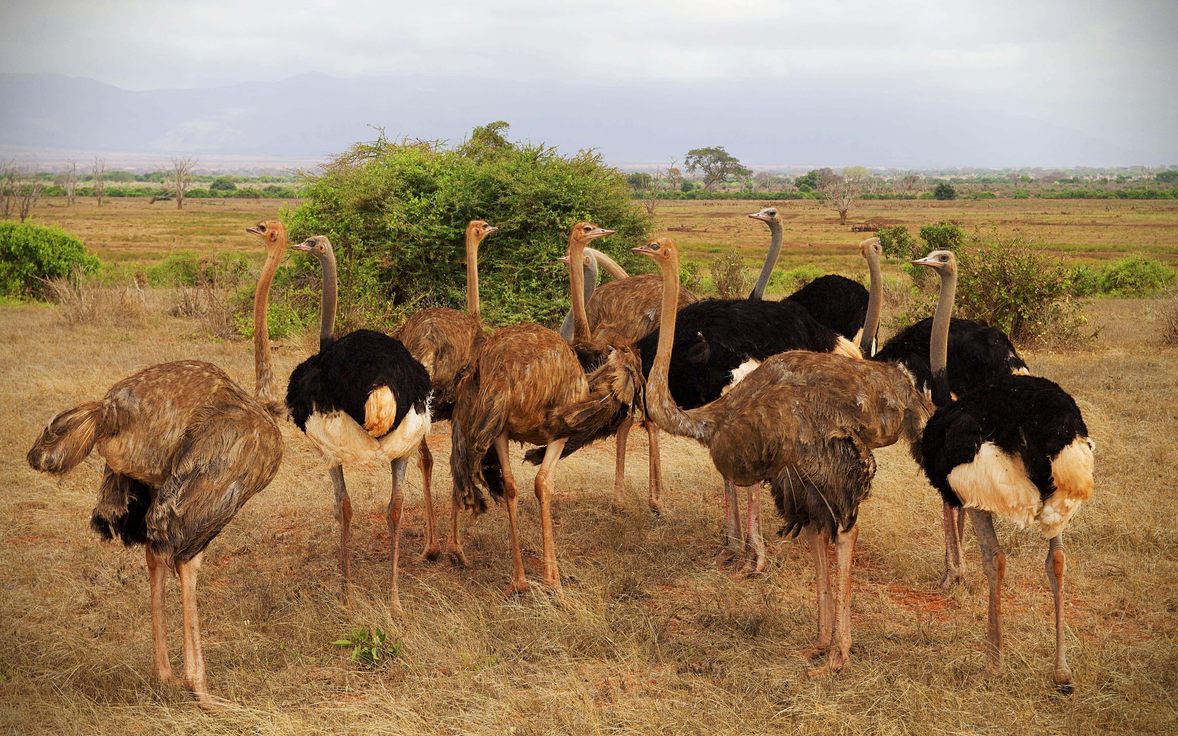 ostriches, savannah landscape, dry grassy savanna, 4K Desktop Wallpaper