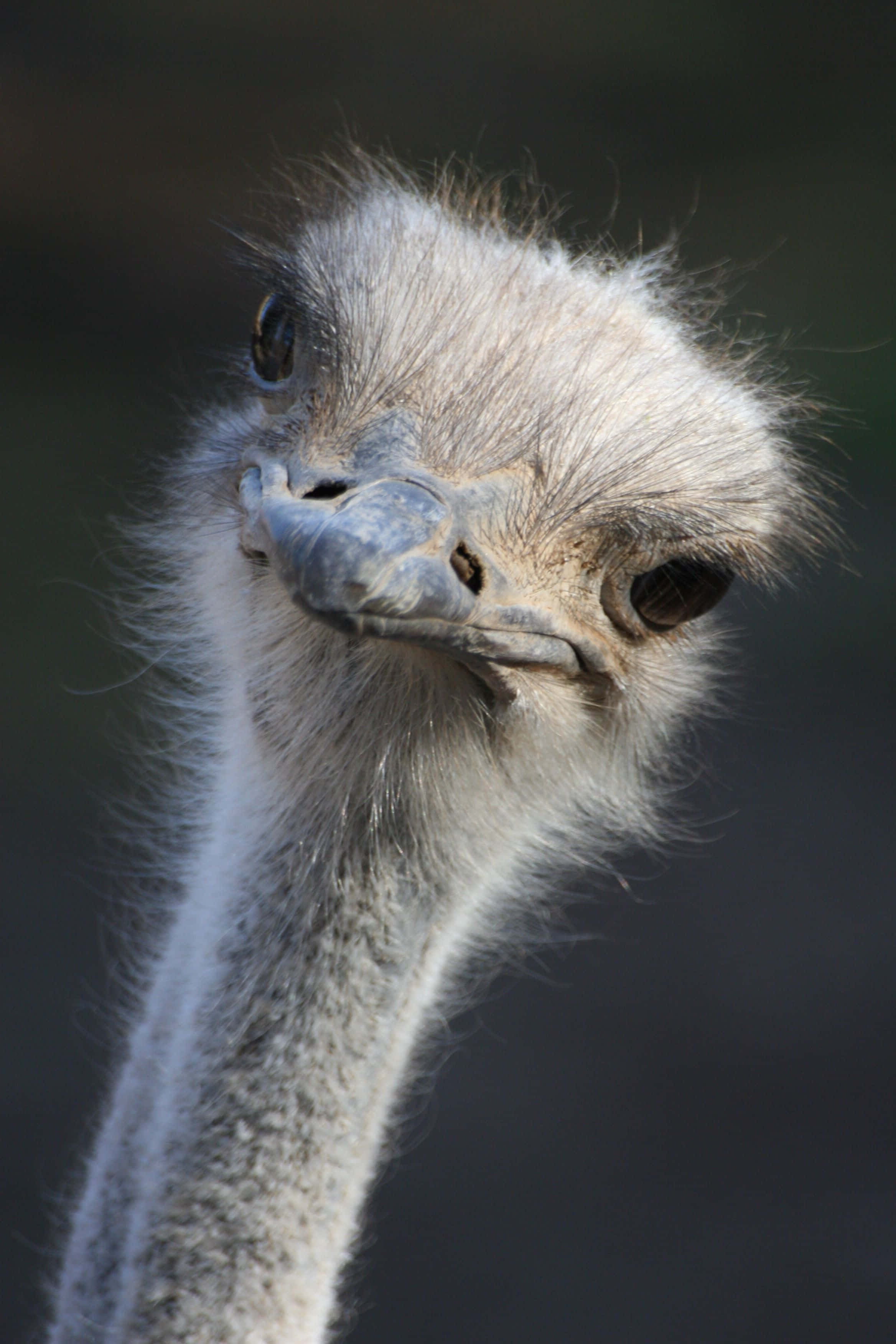 ostrich, soft gray feathers, curious eyes, 2K Phone Wallpaper