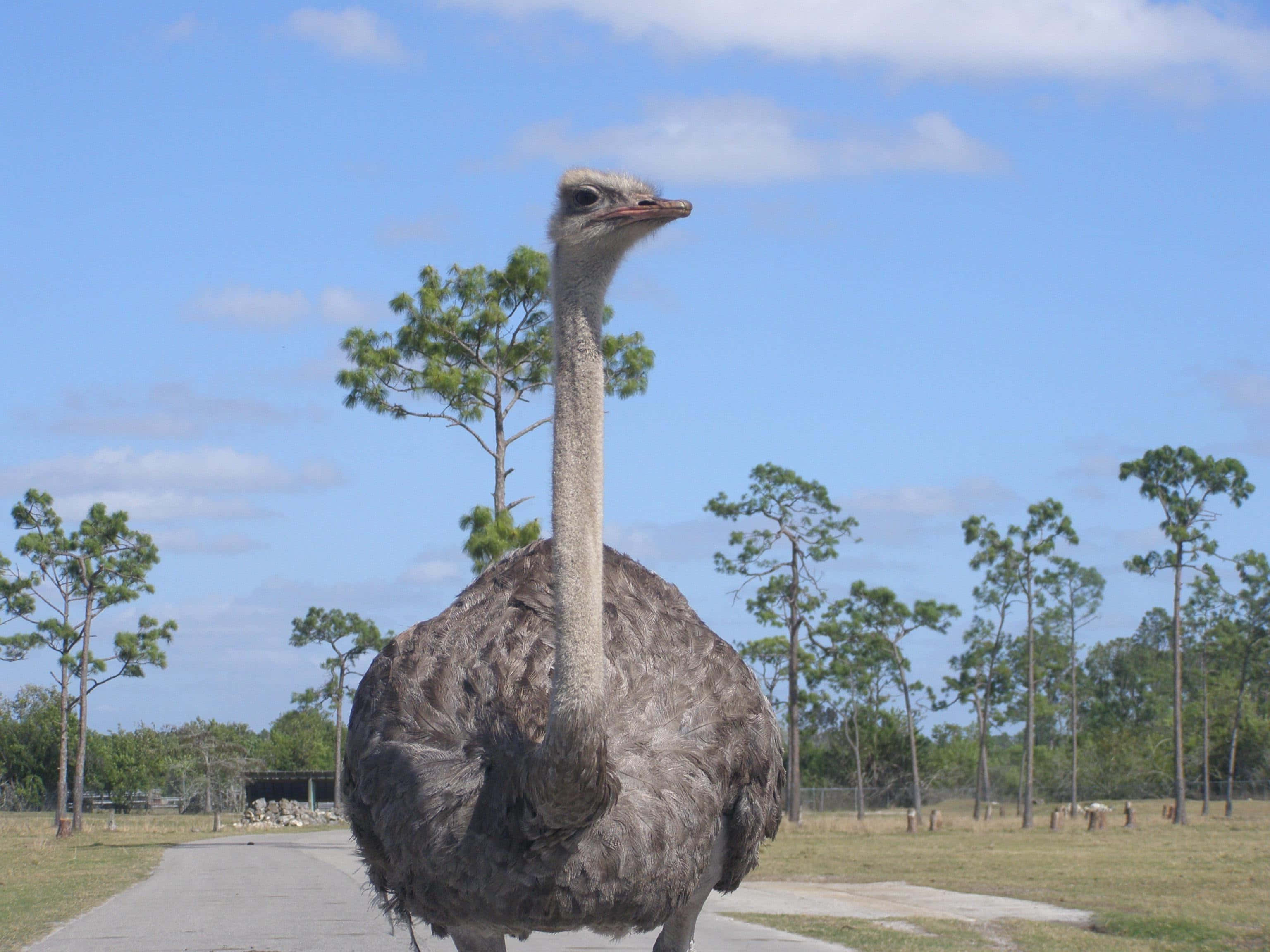 ostrich, paved path, bright blue sky, 2K Desktop Wallpaper