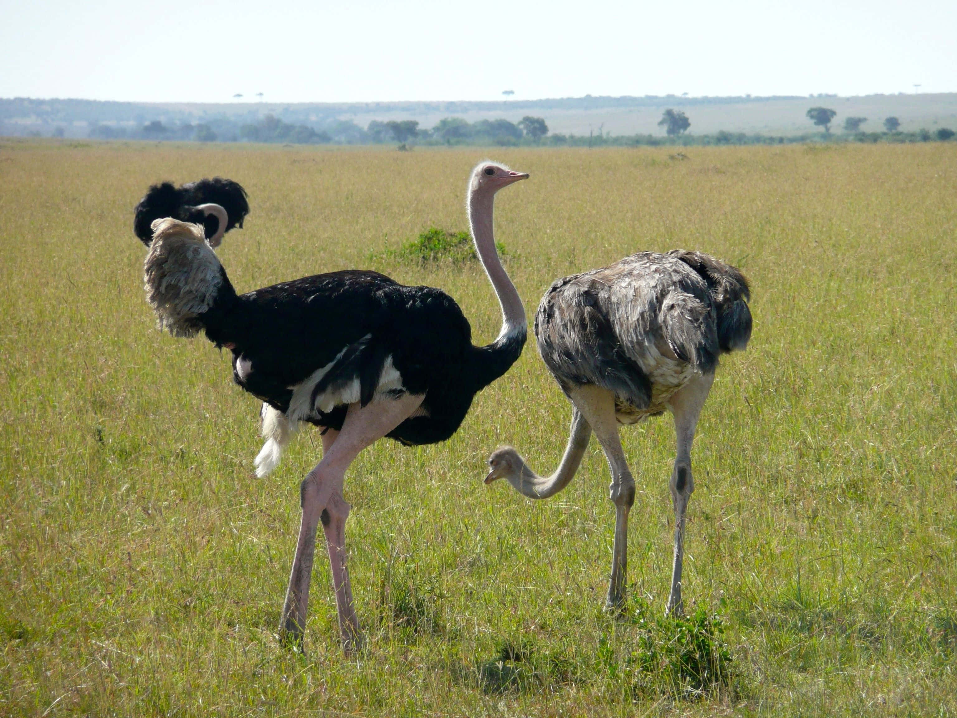 ostriches, savannah grassland, sunlit, 2K Desktop Wallpaper