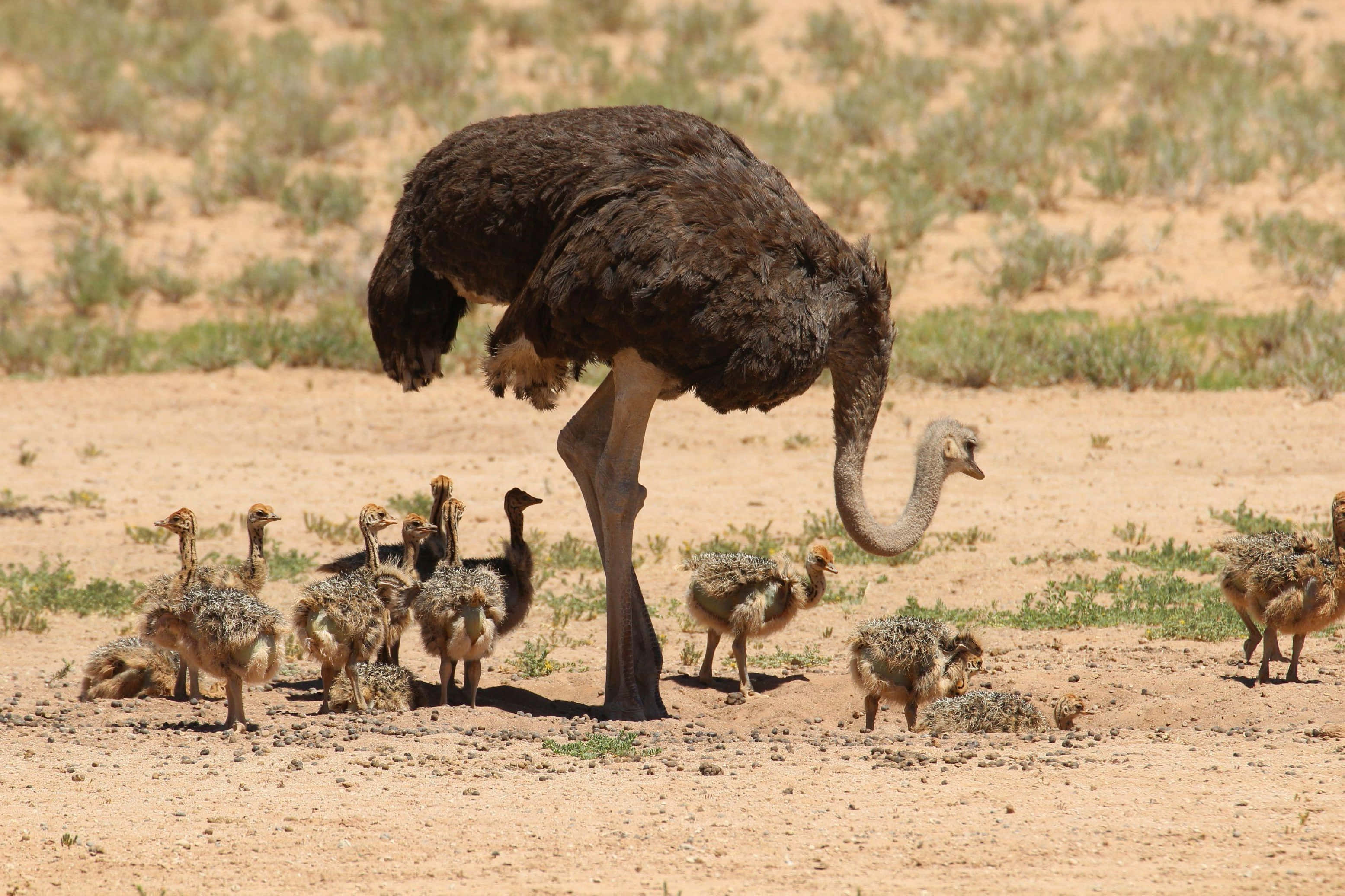ostrich, chicks, desert habitat, 2K Desktop Wallpaper