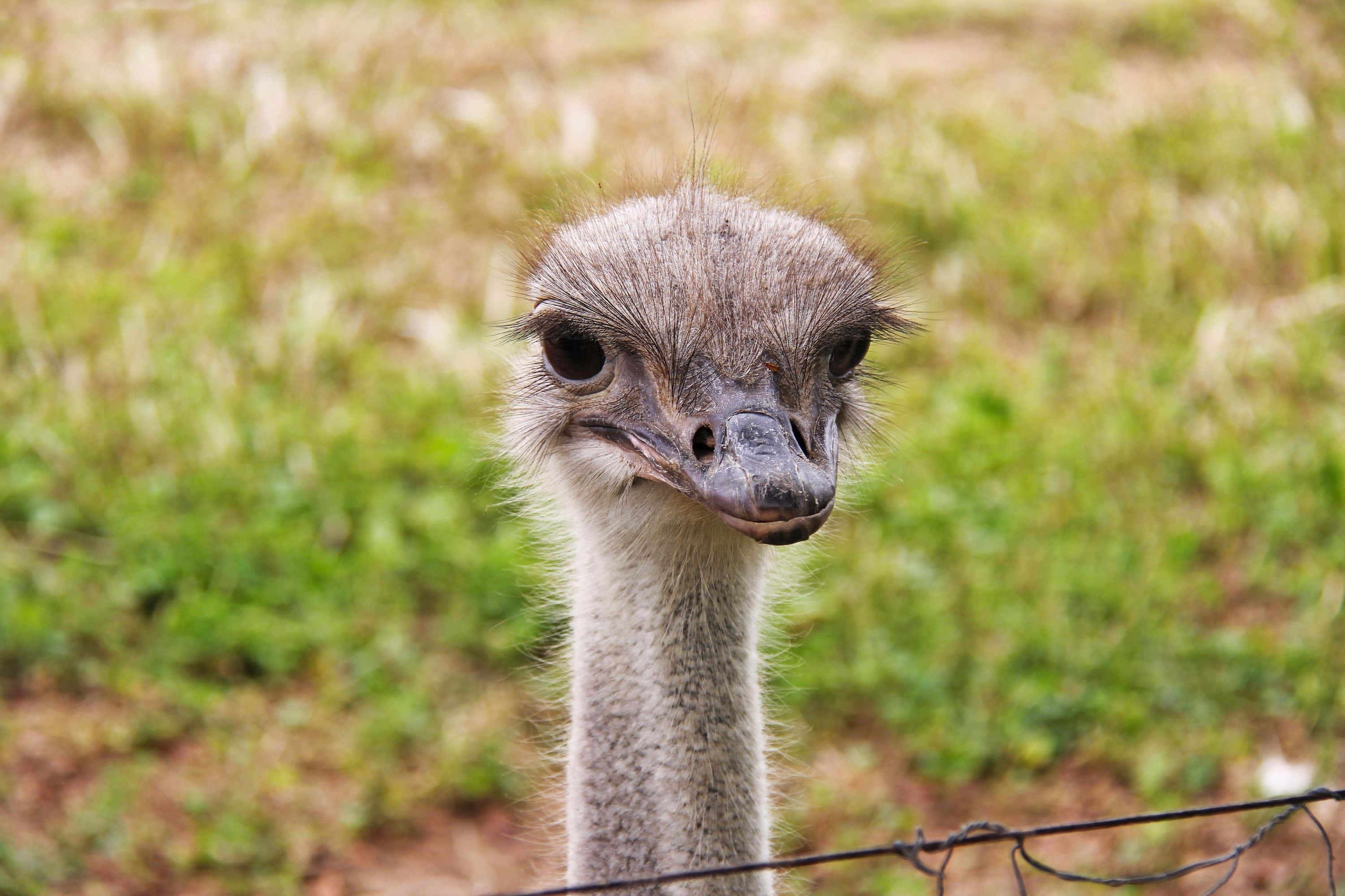 ostrich, curious face, wire fence, 2K Desktop Wallpaper