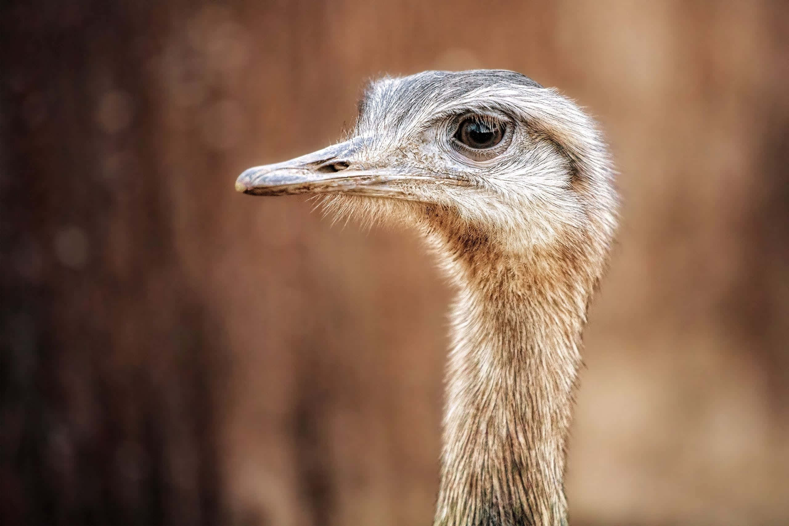 ostrich head, detailed feathers, intense eye, 2K Desktop Wallpaper