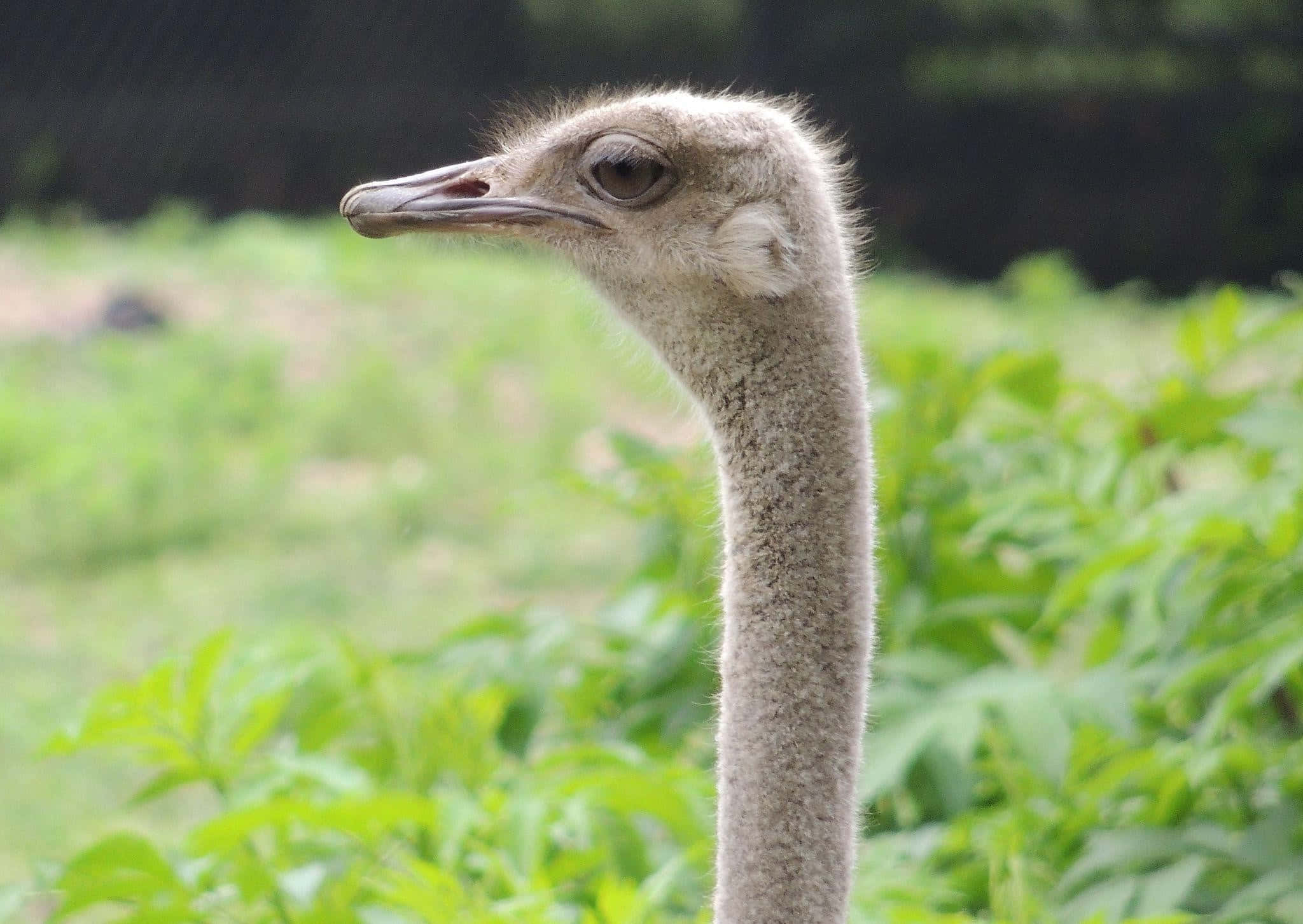 ostrich, profile portrait, head, Full HD Desktop Wallpaper
