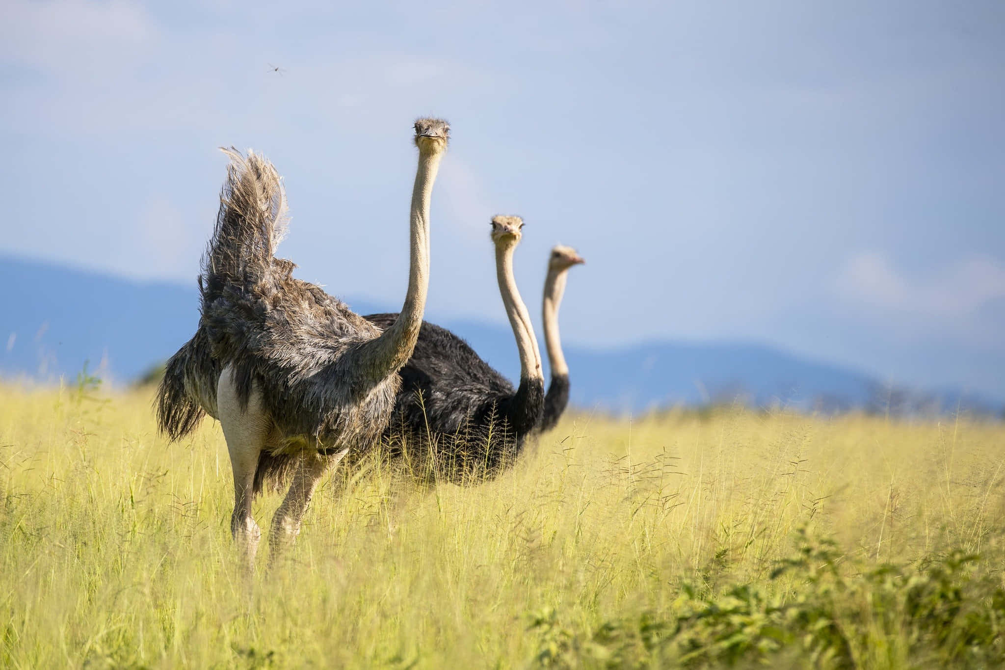 ostriches, grassy field, distant mountains, Full HD Desktop Wallpaper