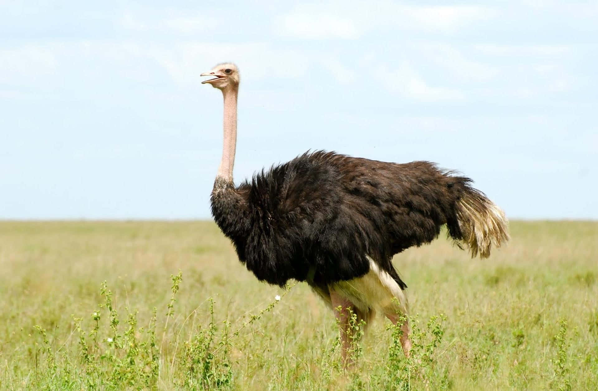 ostrich, grassy savanna, pale blue sky, Full HD Desktop Wallpaper