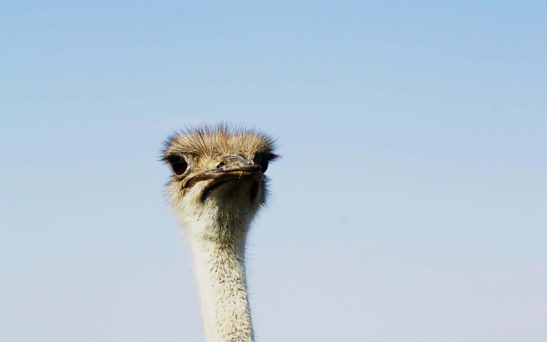 ostrich, head, neck, Full HD Desktop Wallpaper