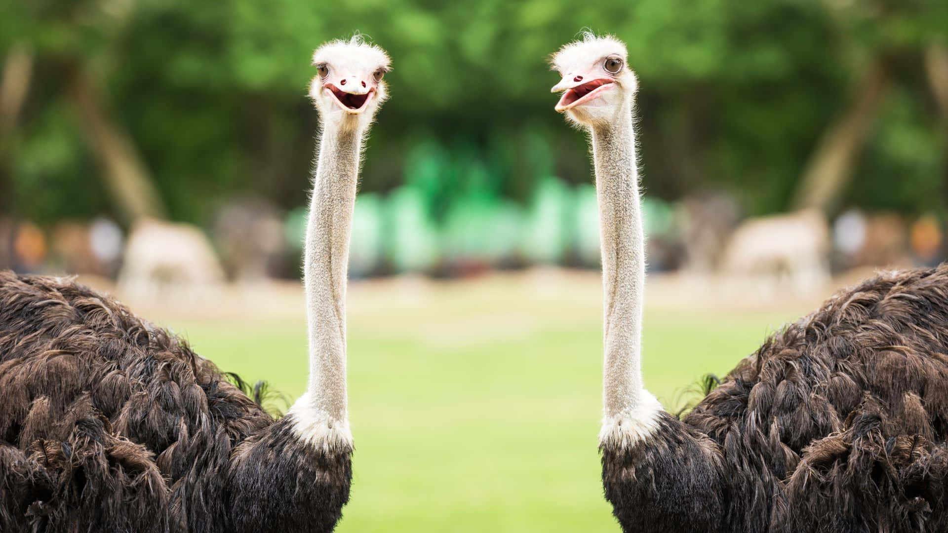 twin ostriches, long necks, open beaks, Full HD Desktop Wallpaper