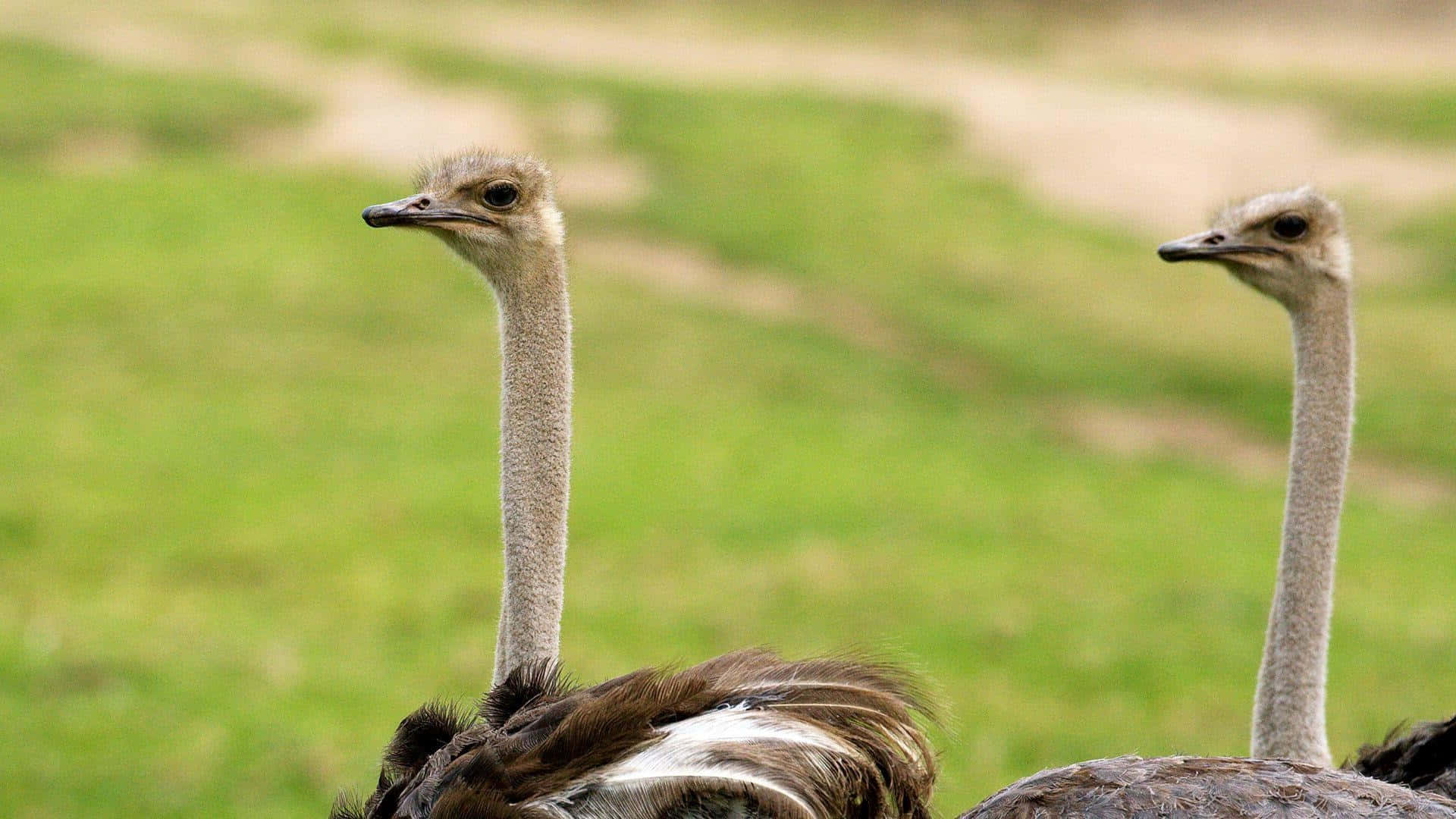 ostrich, grassy field, sunlit, Full HD Desktop Wallpaper