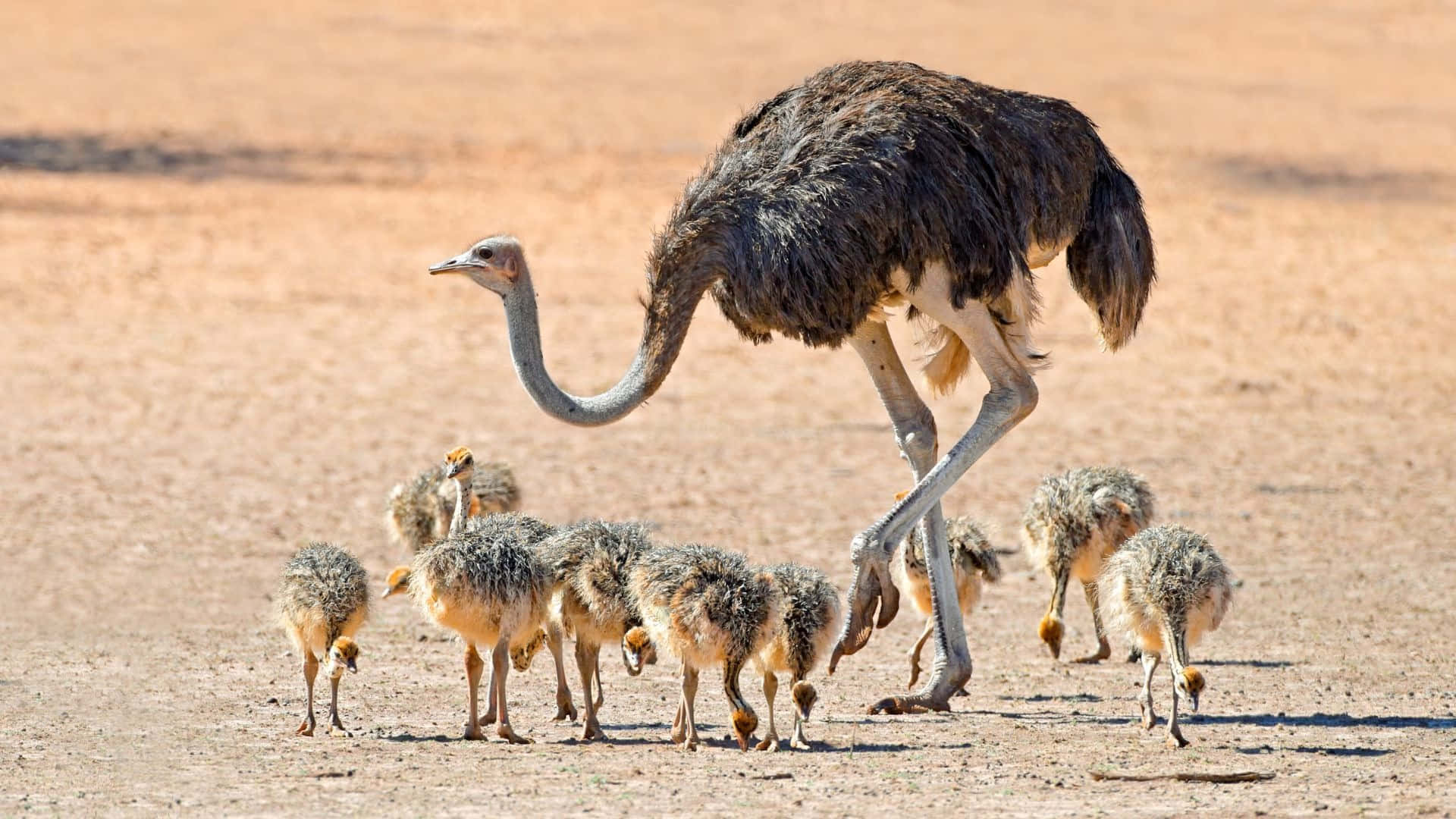 ostrich, savanna, sunbaked, Full HD Desktop Wallpaper