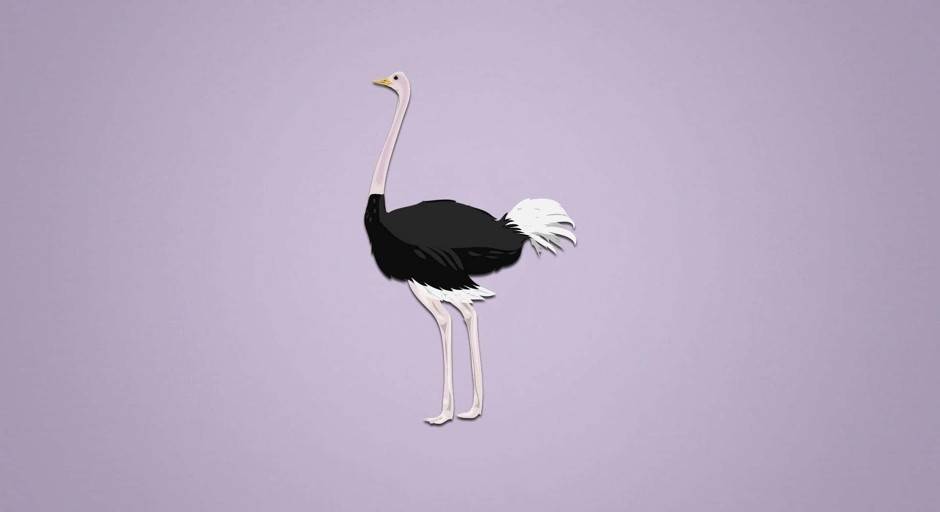ostrich, black and white, soft lavender background, Full HD Desktop Wallpaper