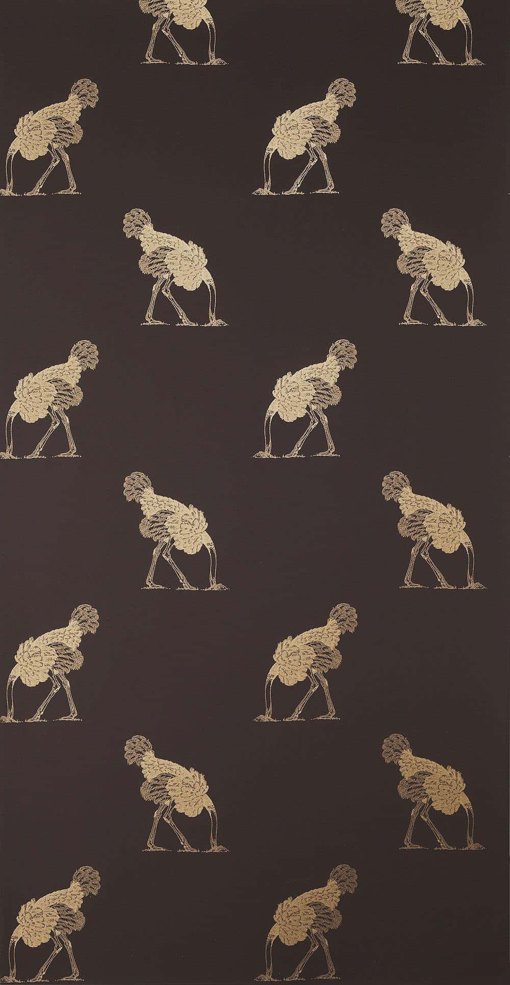 Ostrich, golden birds, bent posture, Full HD Phone Wallpaper