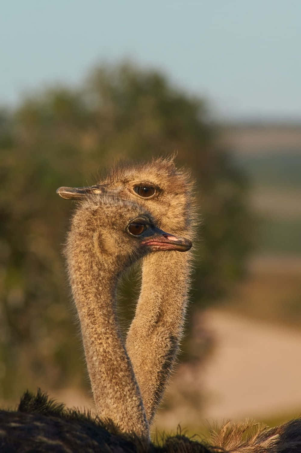 ostrich, sunlit field, blurred green trees, HD Phone Wallpaper