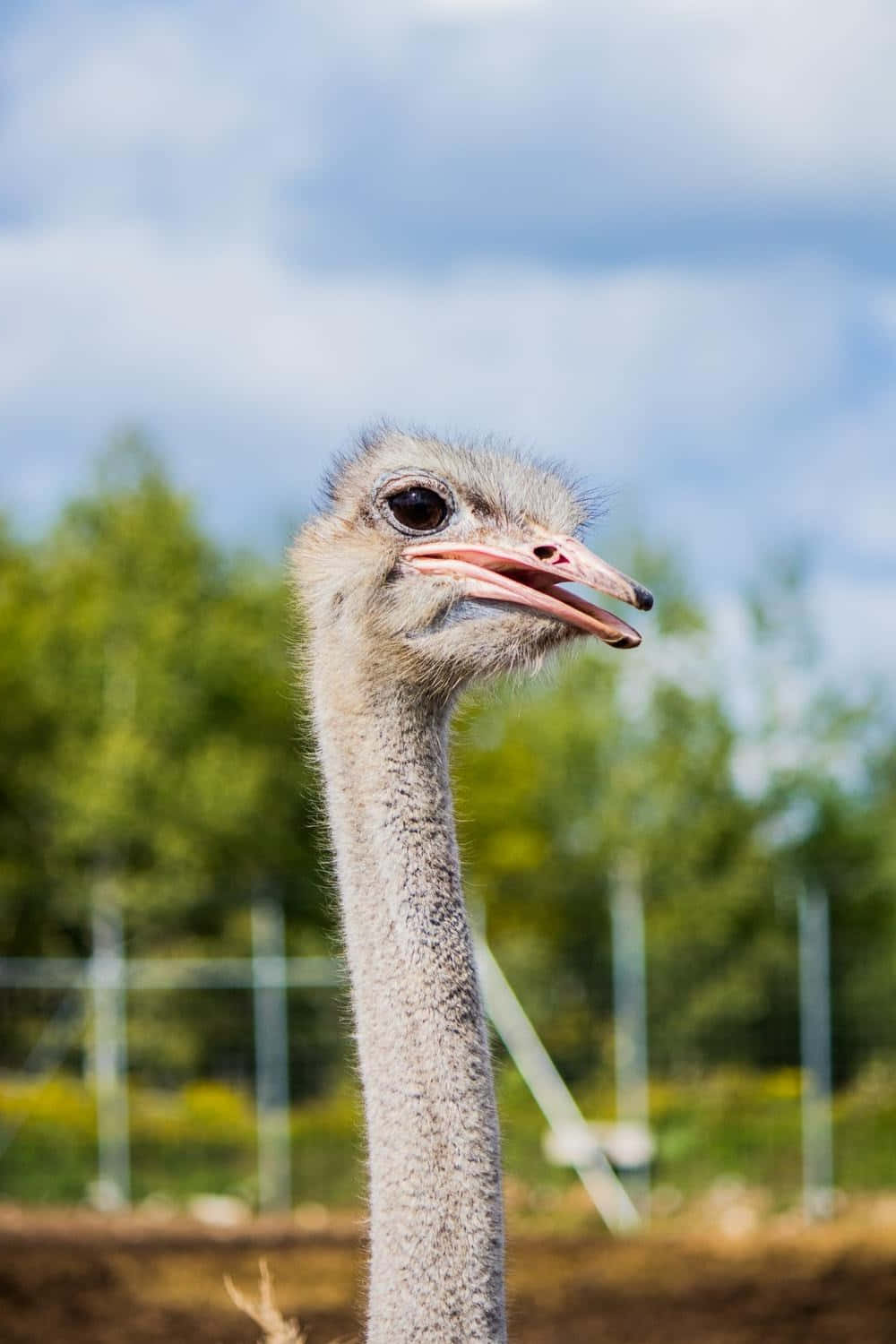 Curious Ostrich Portrait, ostrich's head and neck, blurred green background, HD Phone Wallpaper