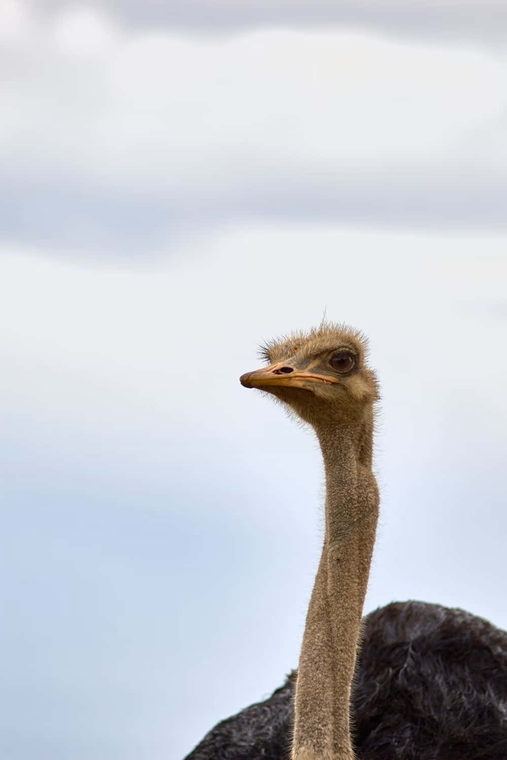 ostrich, cloudy sky, dark feathered body, HD Phone Wallpaper