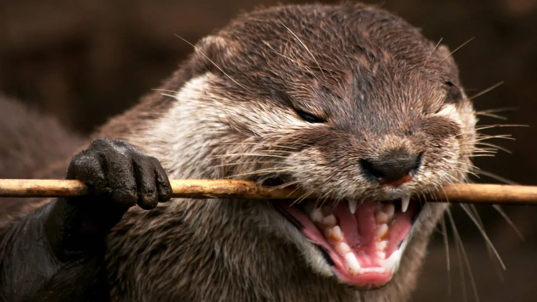 Otter Wallpapers