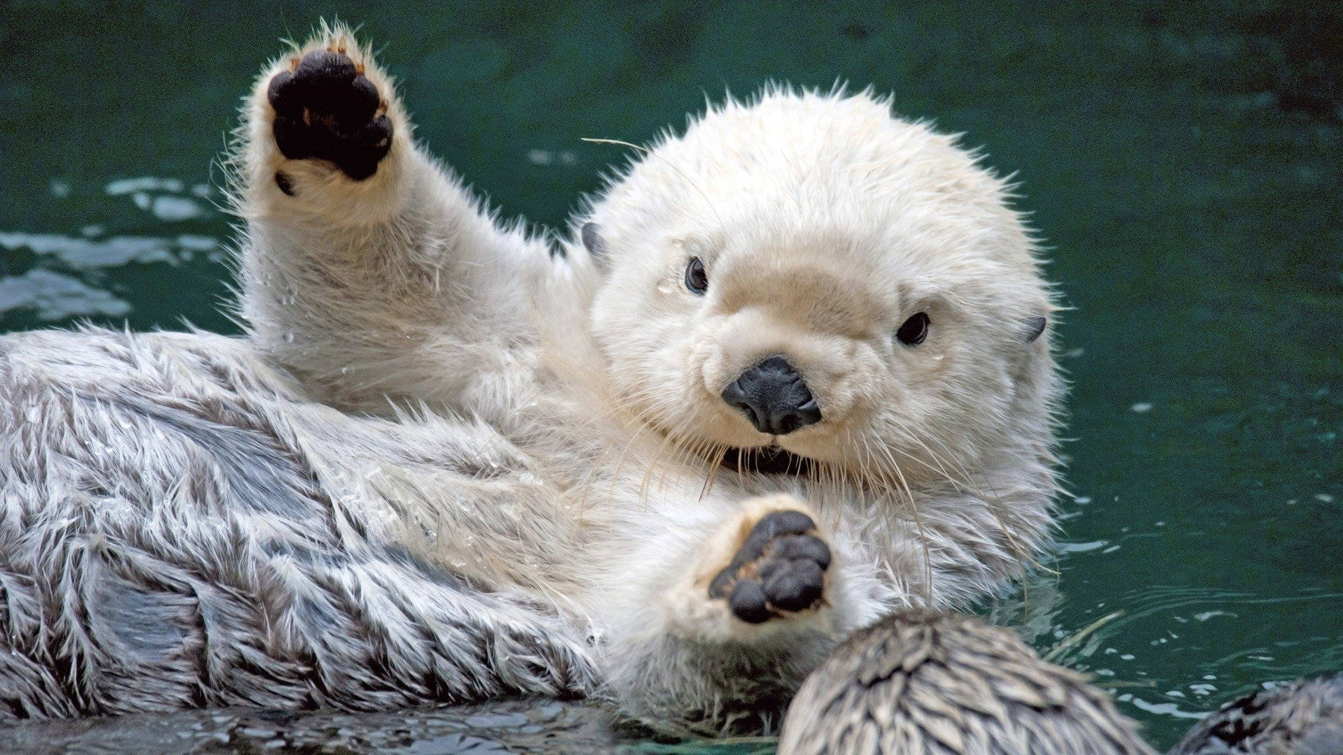 white otter, green water, floats on its back, Full HD Desktop Wallpaper