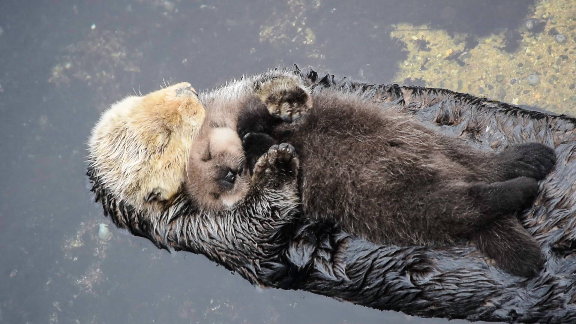 mother sea otter, pup, calm water, Full HD Desktop Wallpaper