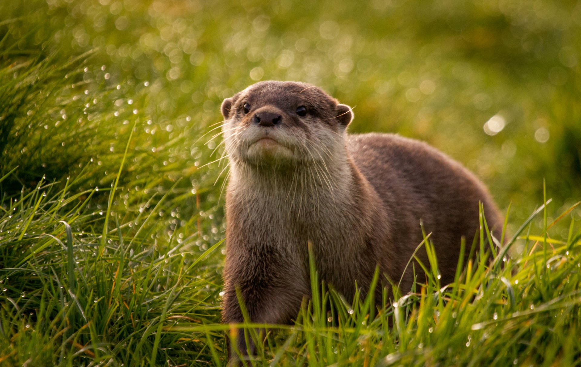 fluffy otter, wet otter, dewy green grass, Full HD Desktop Wallpaper