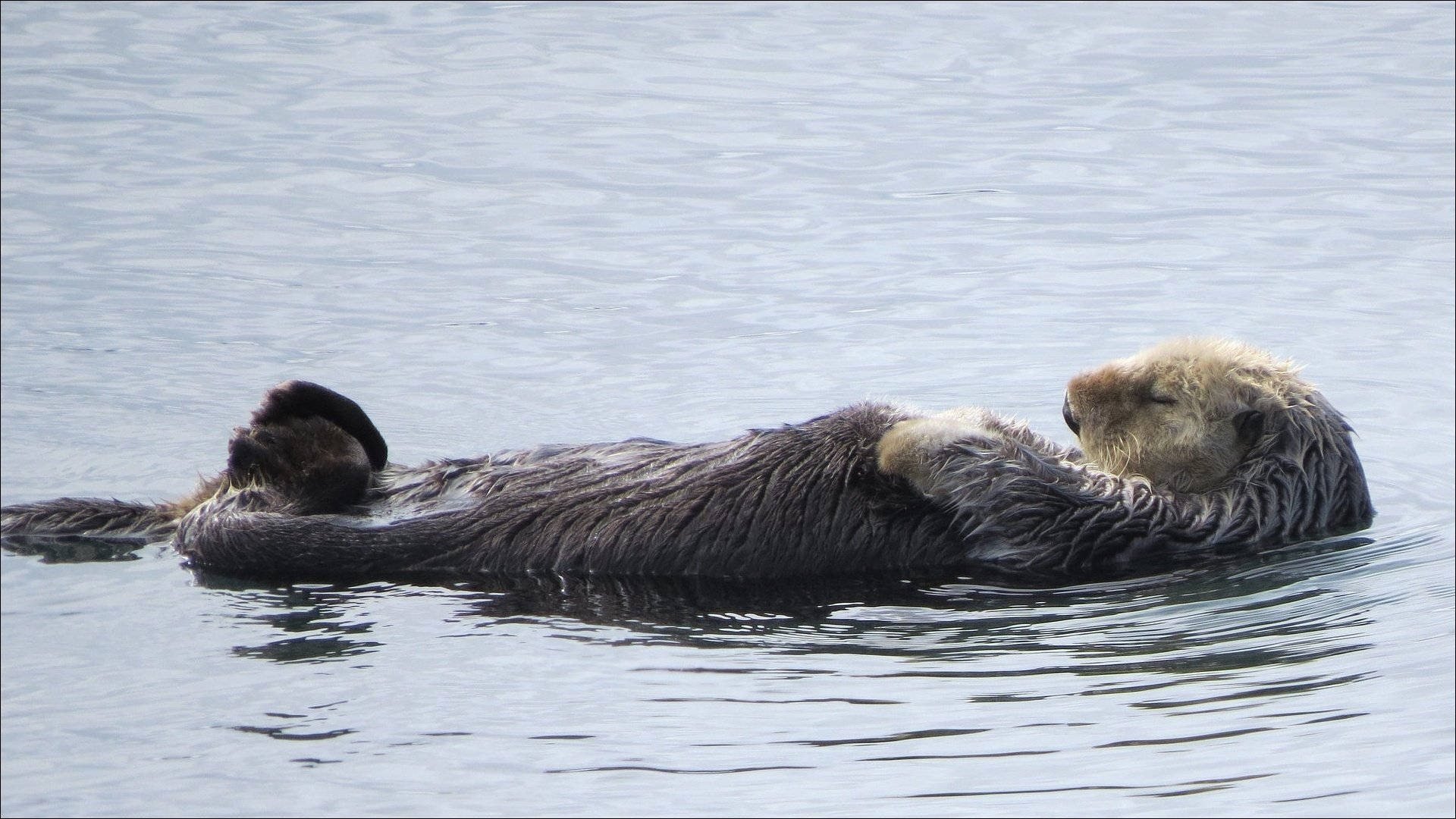 sea otter, calm ocean water, floats peacefully, Full HD Desktop Wallpaper