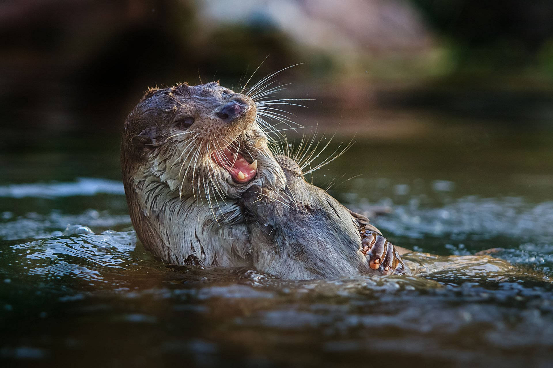 otter, wet otter, ripling water, Full HD Desktop Wallpaper