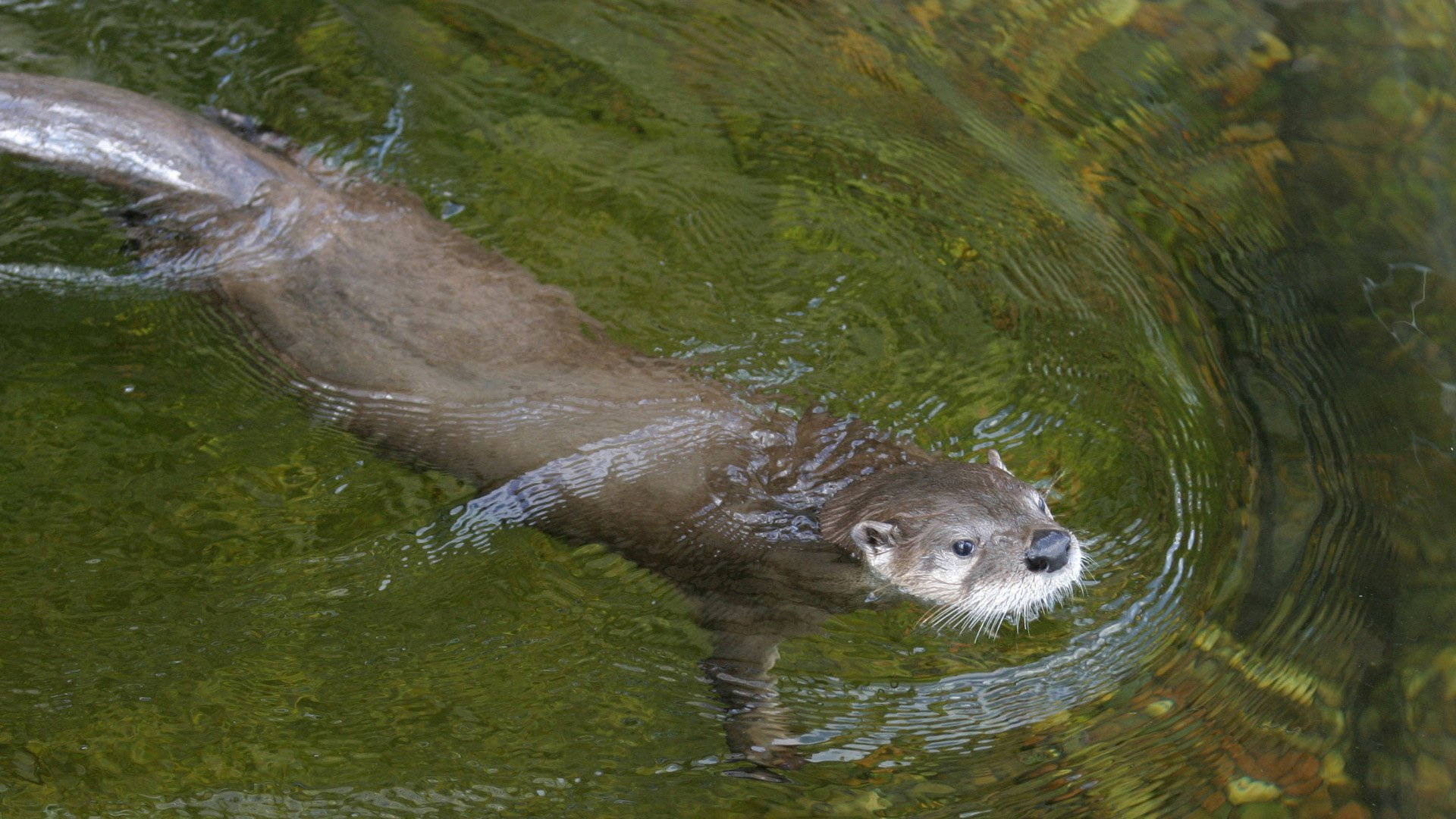 otter, clear green water, wet brown fur, Full HD Desktop Wallpaper