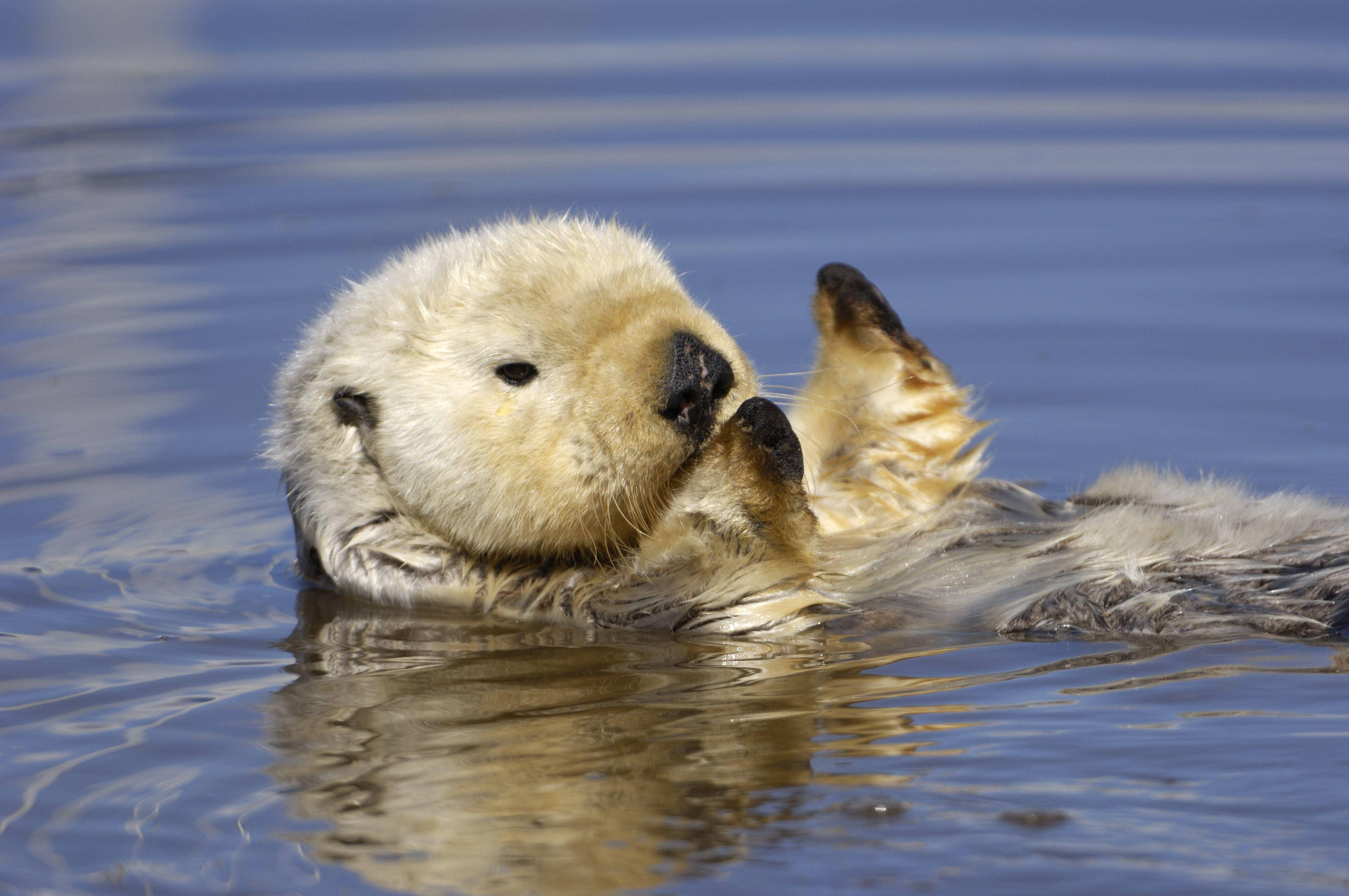 white otter, fluffy sea otter, calm blue water, 4K Desktop Wallpaper