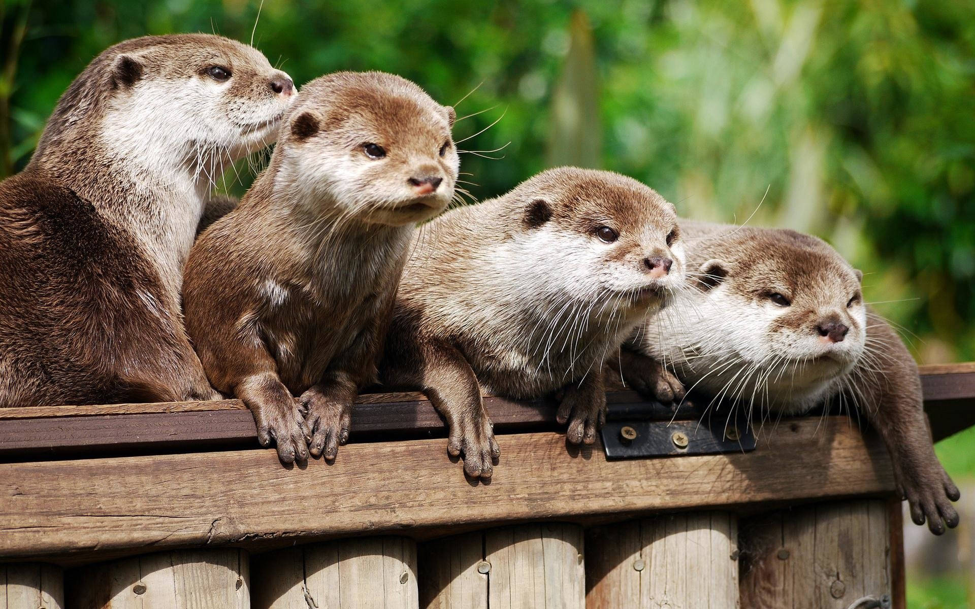 otter, weathered wooden fence, lush green backdrop, Full HD Desktop Wallpaper