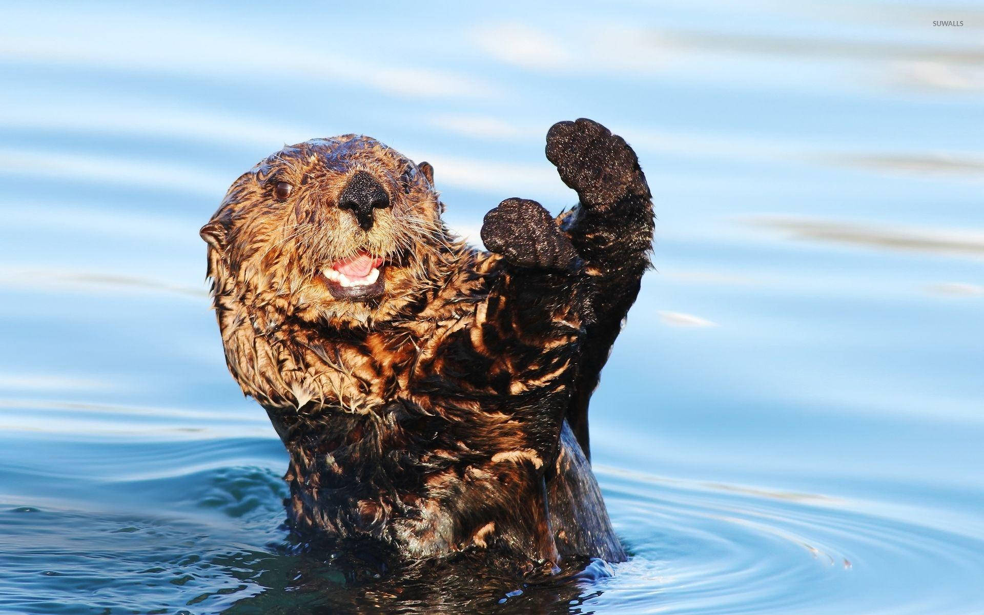 Otter, sea otter, clear blue water, Full HD Desktop Wallpaper