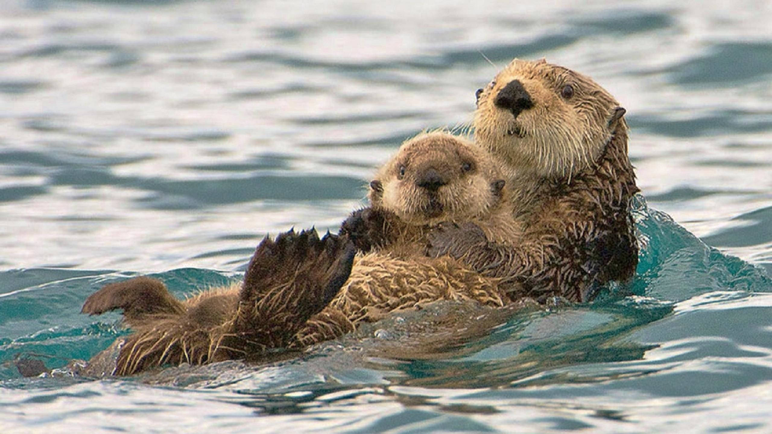 mother sea otter, pup, calm ocean waters, 2K Desktop Wallpaper