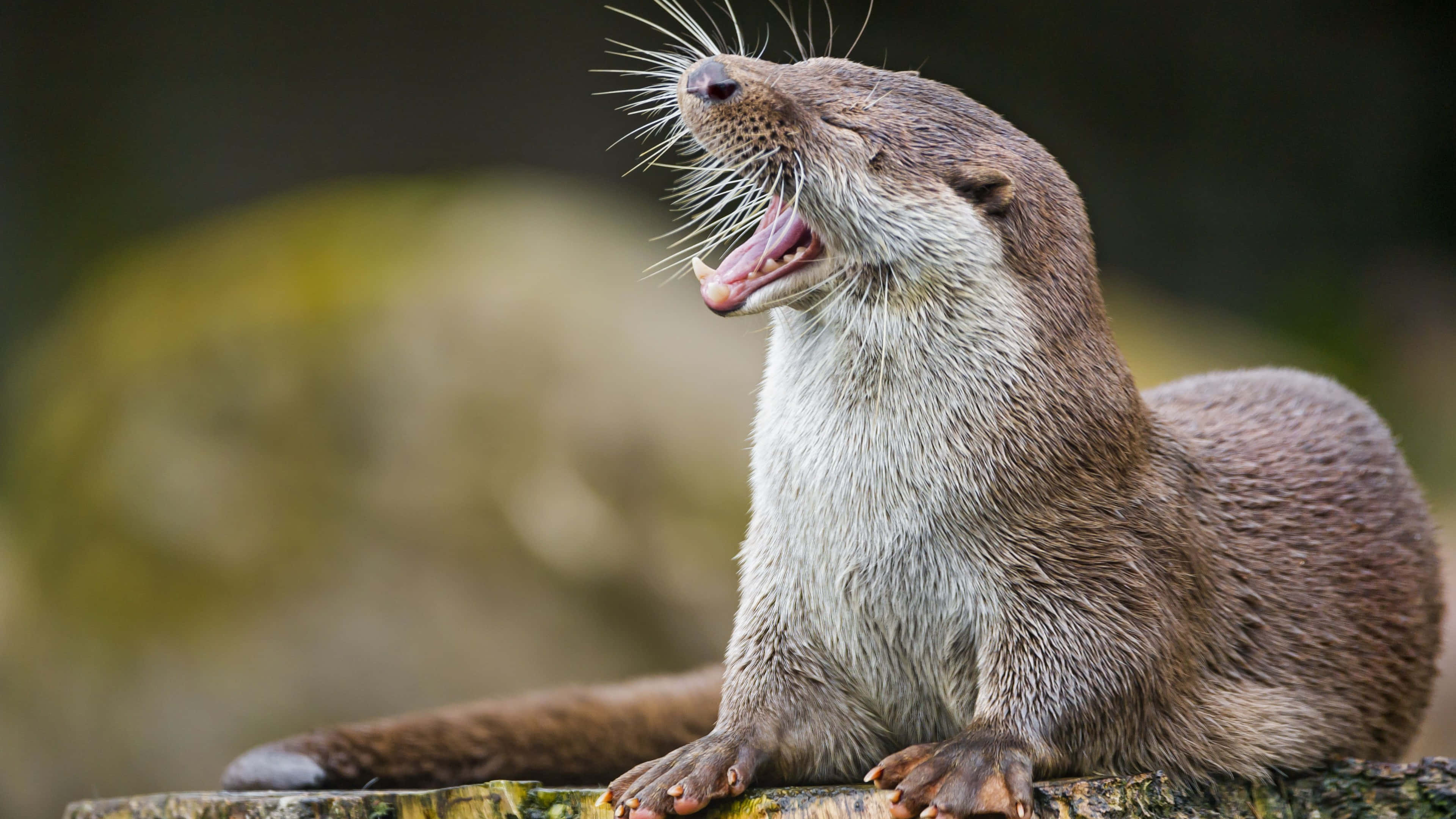 brown otter, yawning, mossy log, 4K Desktop Wallpaper