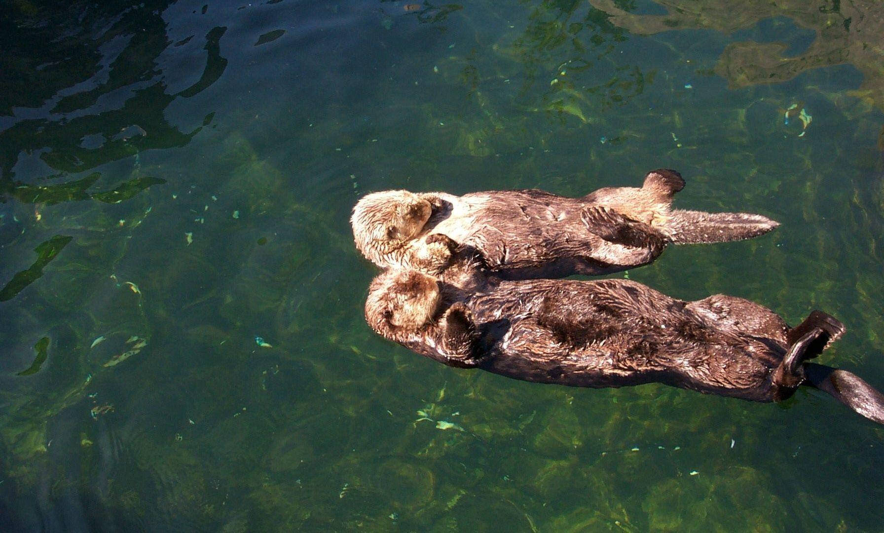 sea otters, clear green water, kelp, HD Desktop Wallpaper