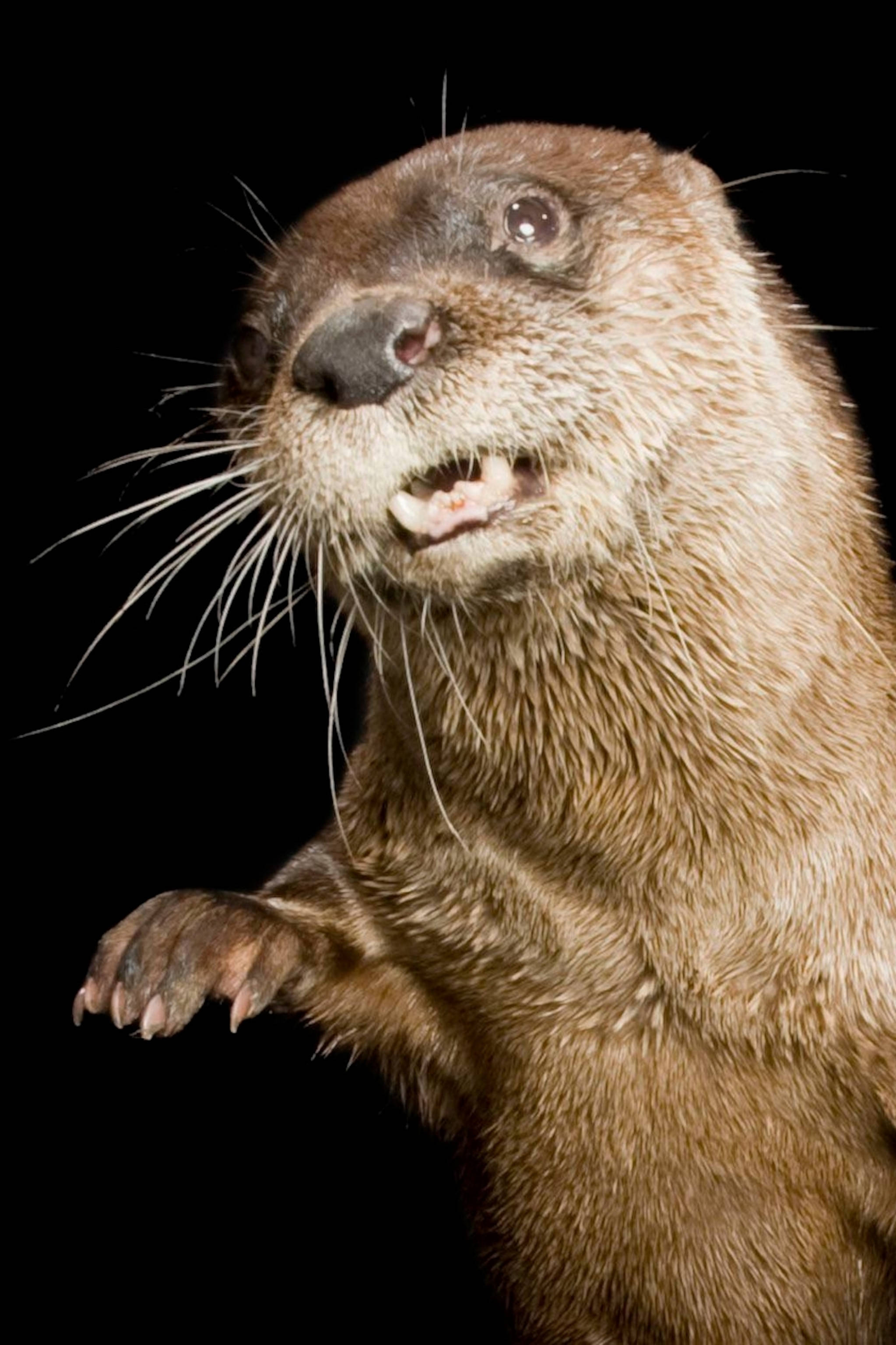 otter, brown otter, upright, 2K Phone Wallpaper