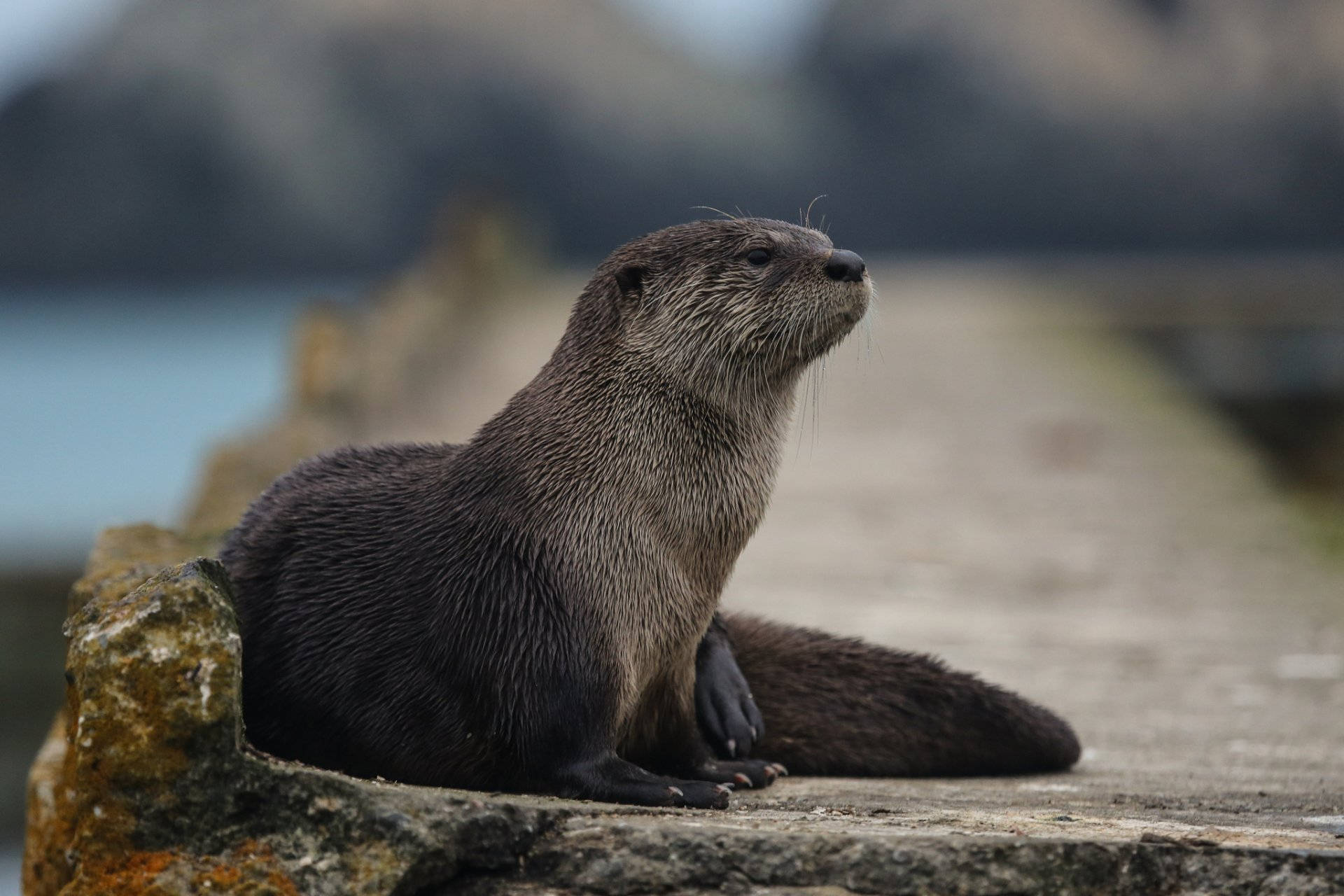 Otter, wet otter, mossy stone ledge, Full HD Desktop Wallpaper