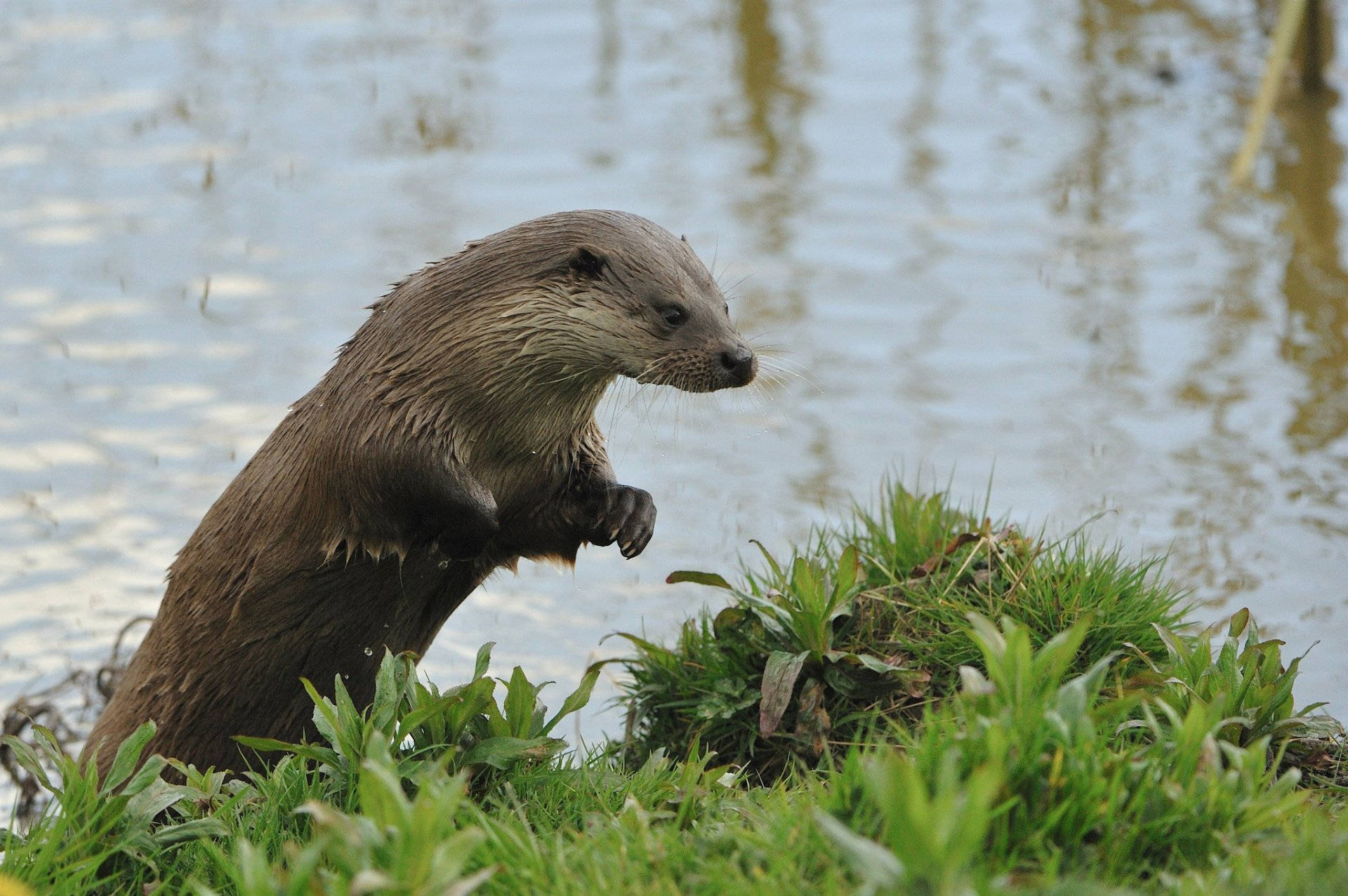wet otter, grassy bank, rippling water, Full HD Desktop Wallpaper