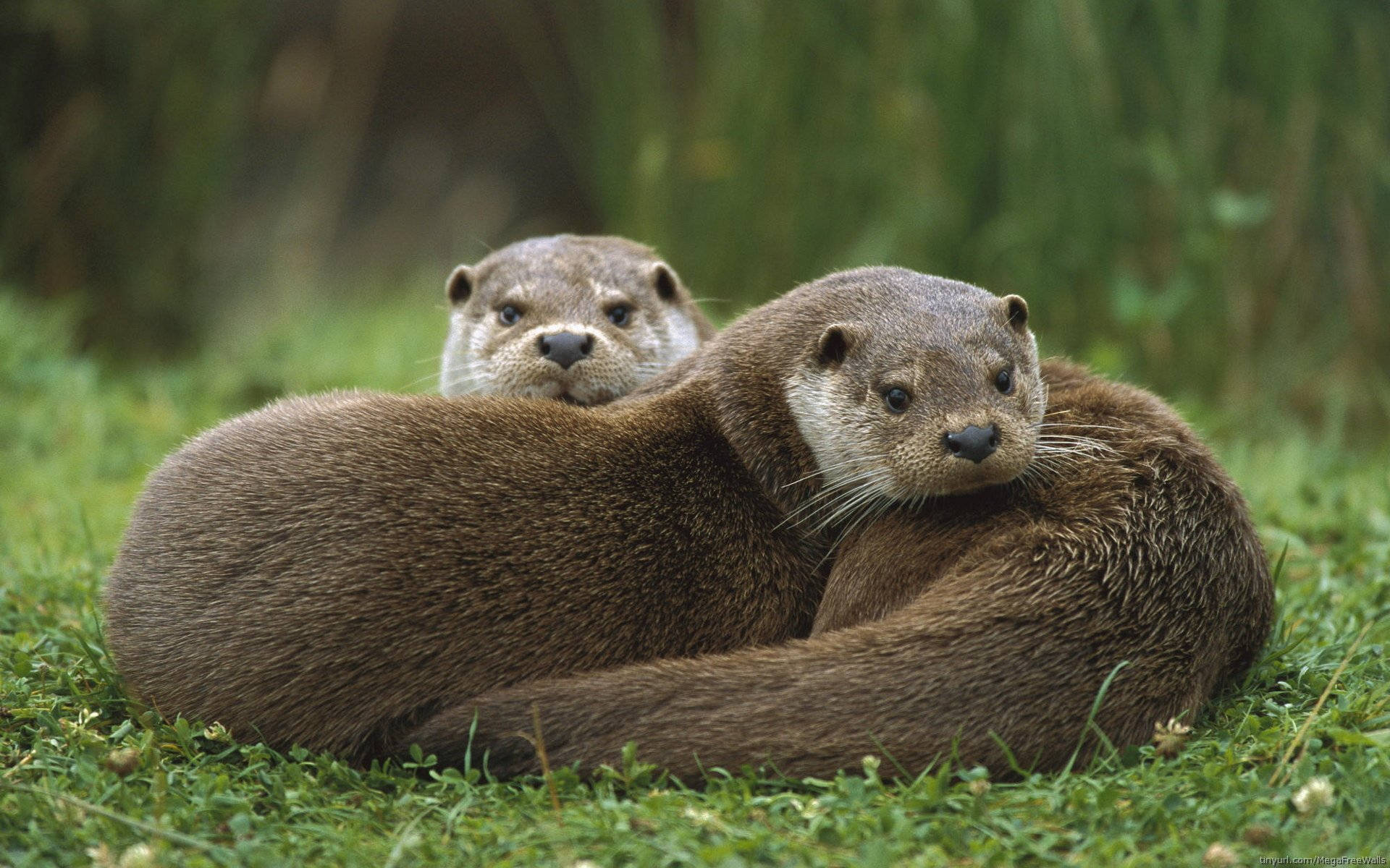 otter, green grass, natural lighting, Full HD Desktop Wallpaper