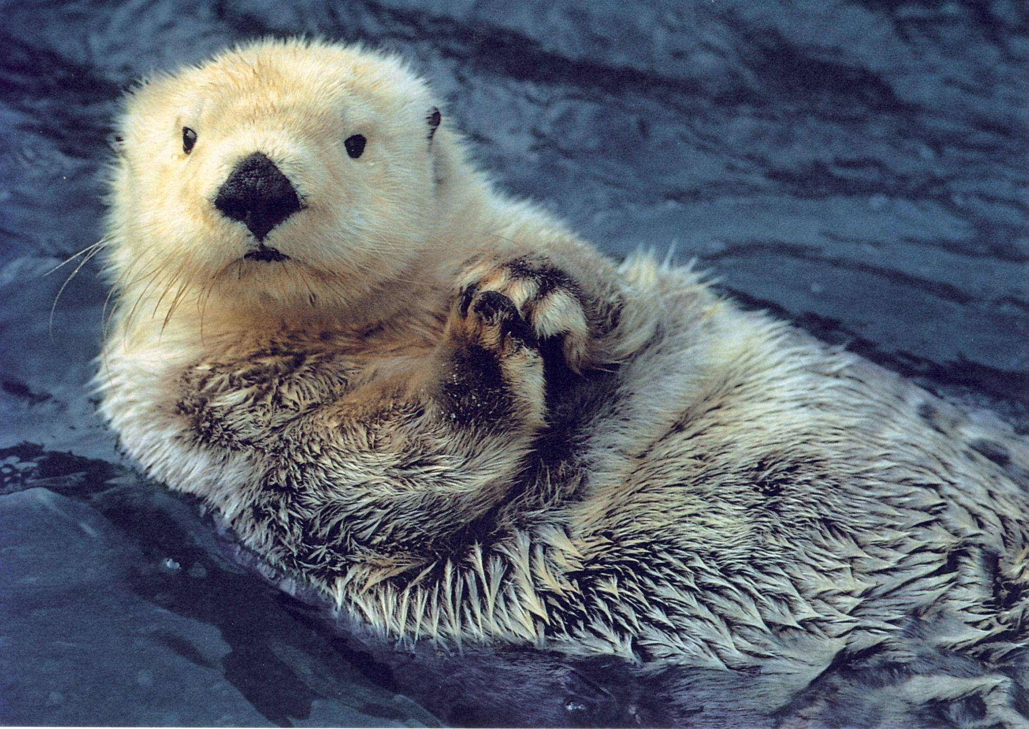 fluffy sea otter, dark blue water, paws clasped together, Full HD Desktop Wallpaper