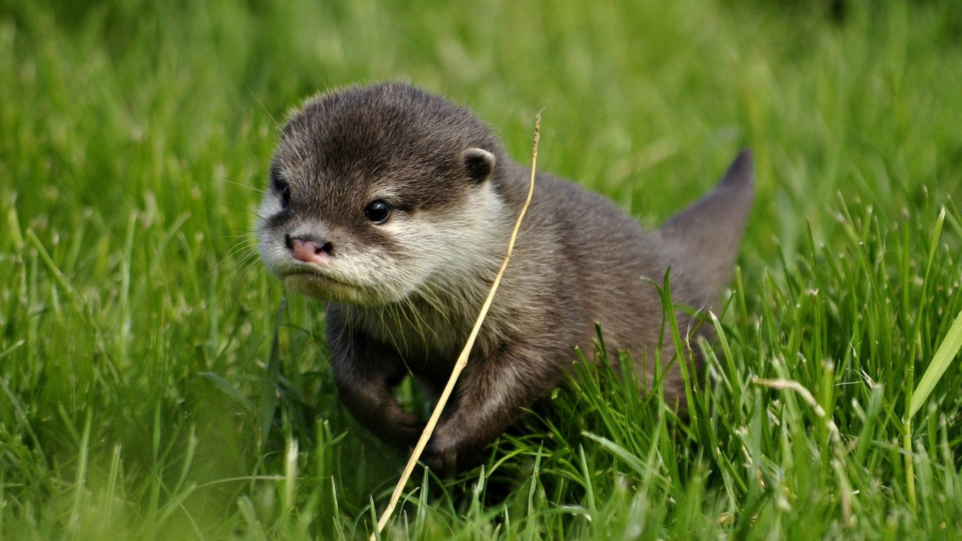 baby otter, dark fur, white muzzle, Full HD Desktop Wallpaper