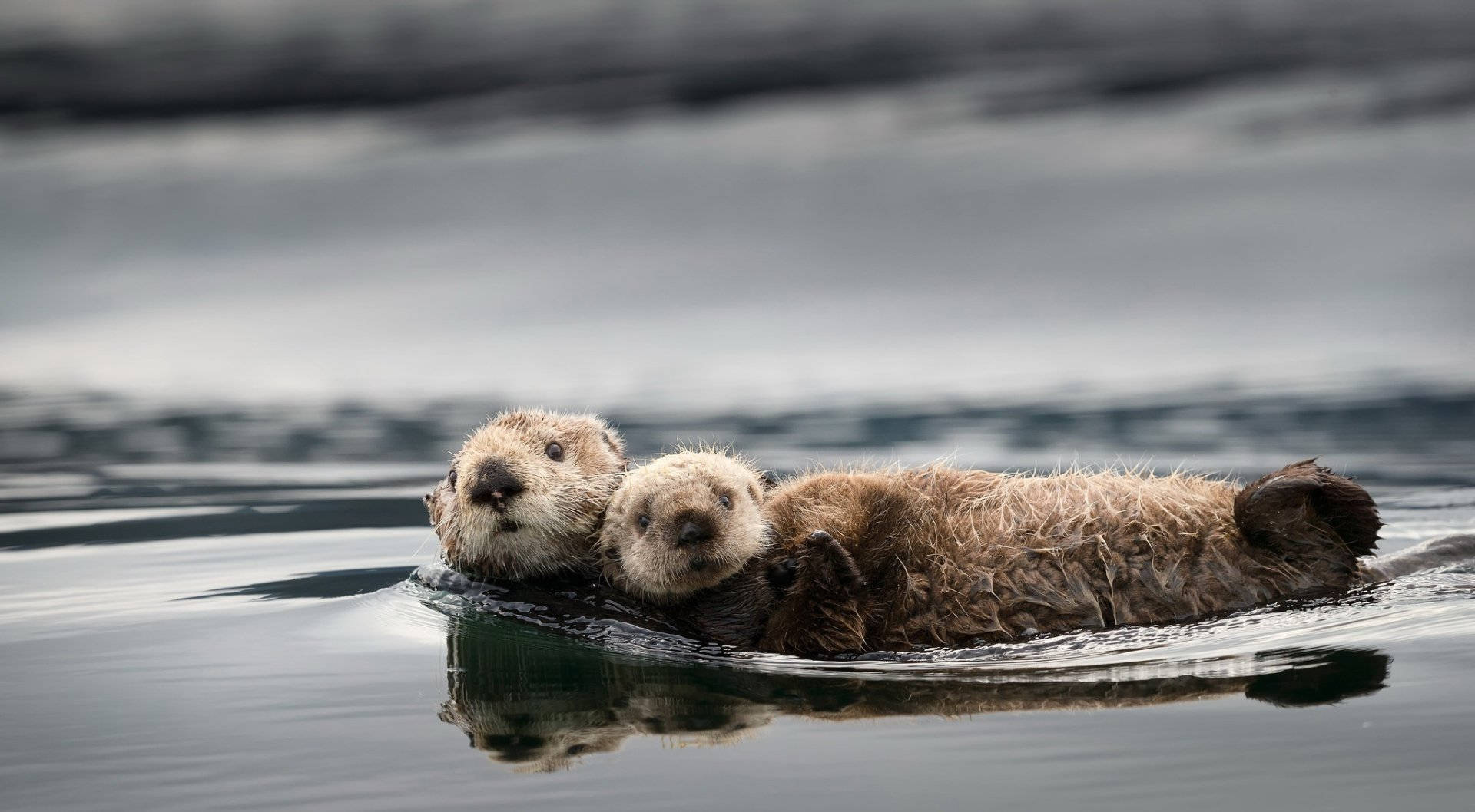 sea otters, calm water, overcast sky, Full HD Desktop Wallpaper