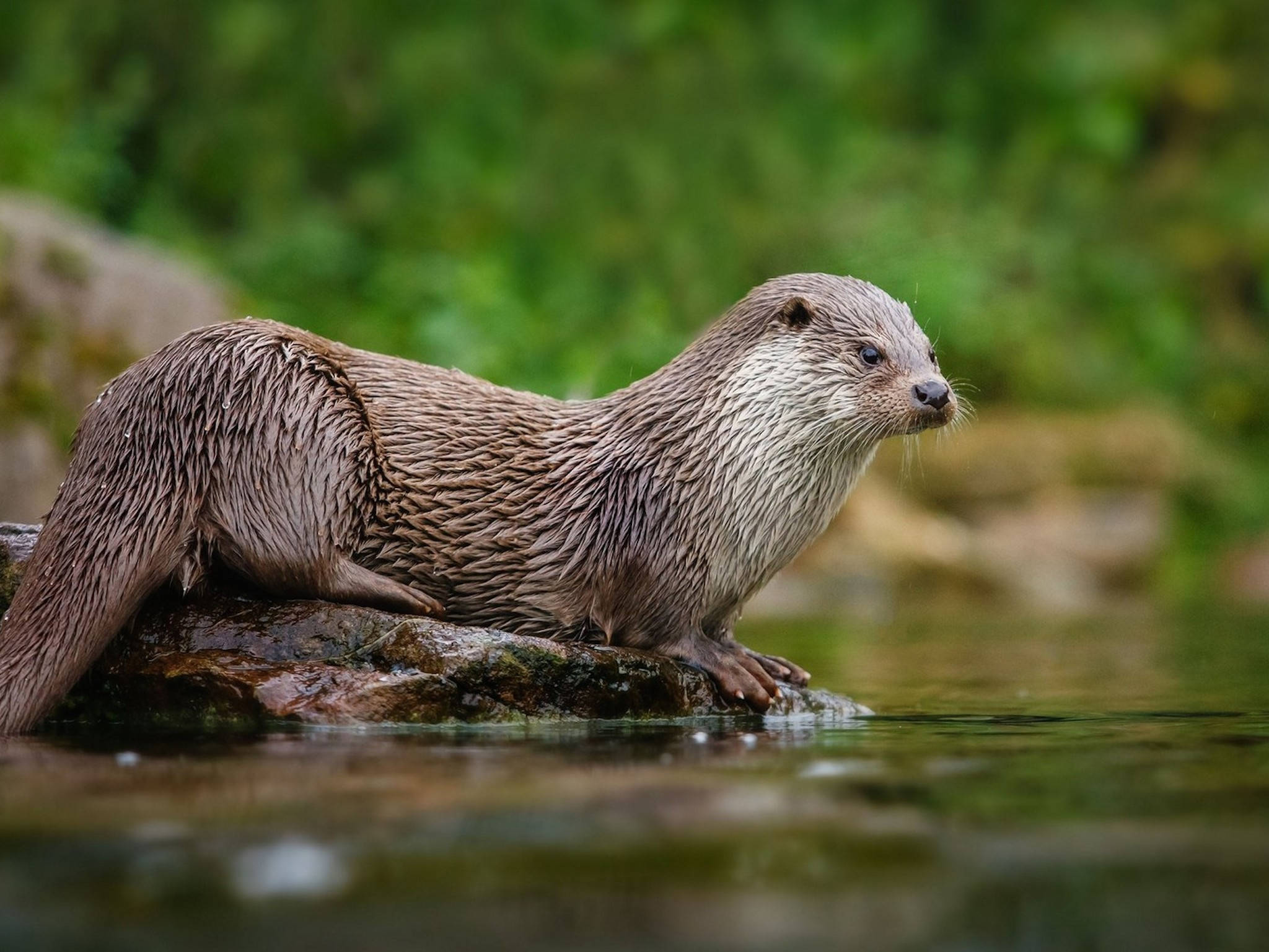 river otter, mossy rock, water's edge, Full HD Desktop Wallpaper