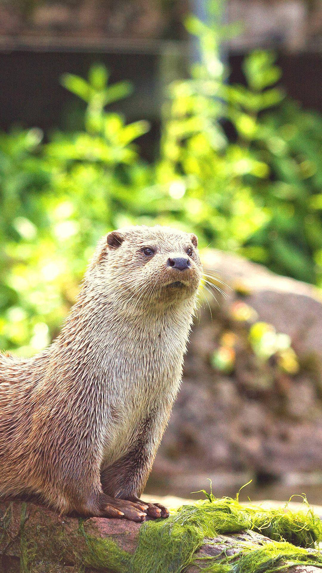 Otter, daytime, mossy rock, Full HD Phone Wallpaper